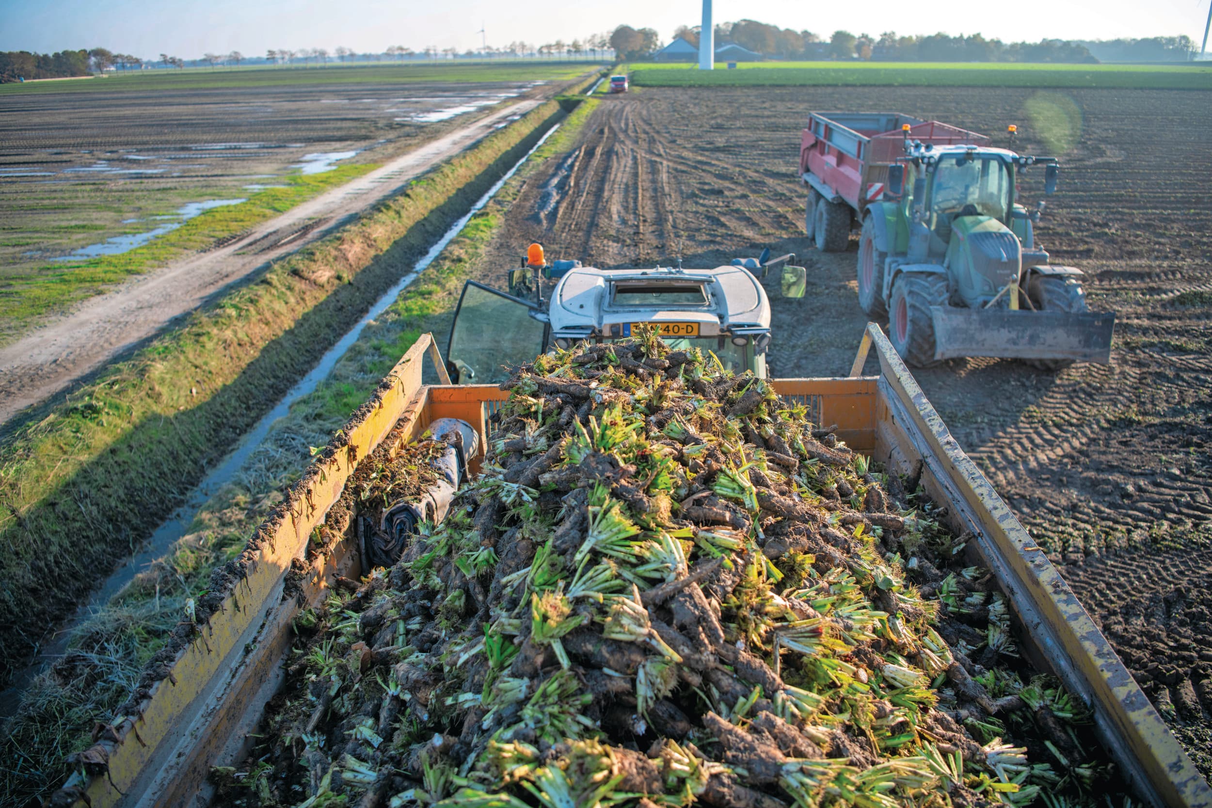 Oogst van een perceel witlof. Witlofwortels zijn één van de gewassen op de lijst voor de eco-regeling 'Vroeg oogsten rooigewas, voor 31 oktober'. Foto: Mark Pasveer