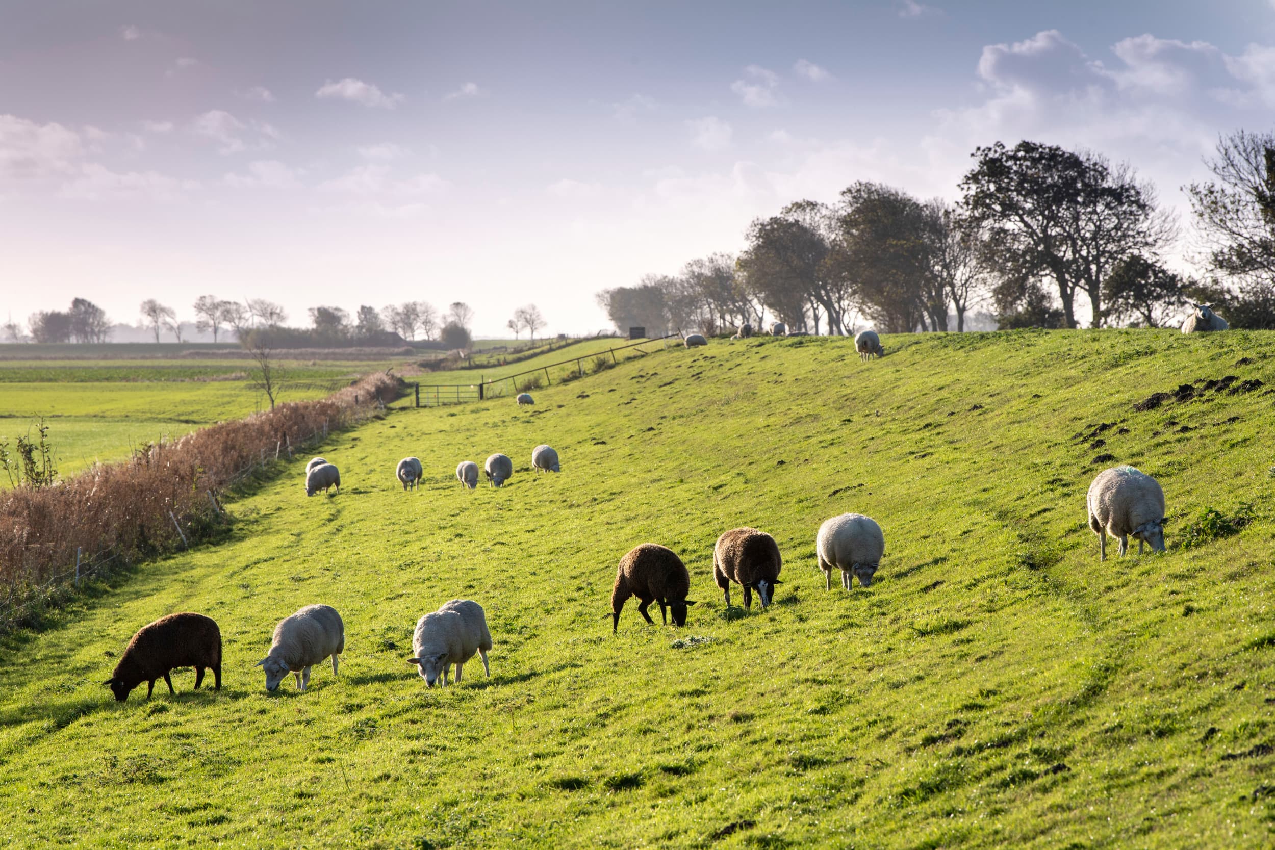Schapen als onderdeel van natuurinclusief boeren: met oog voor biodiversiteit en landschapsbeheer. Foto: Mark Pasveer