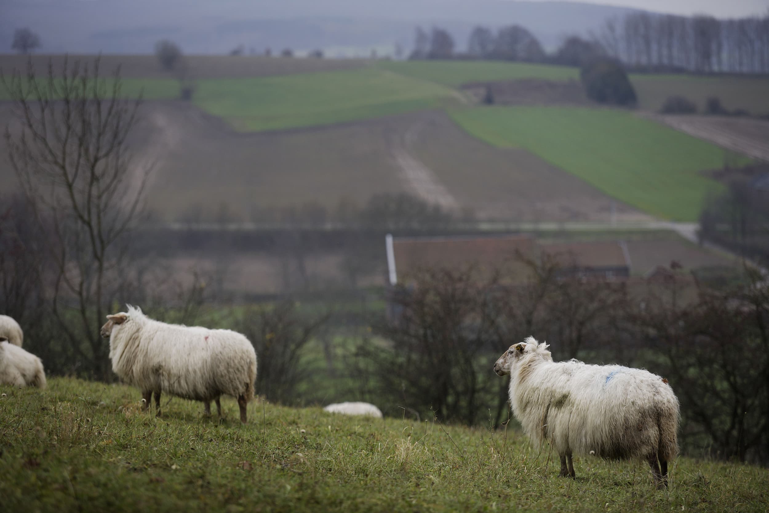 oude landbouwcultuur Limburg