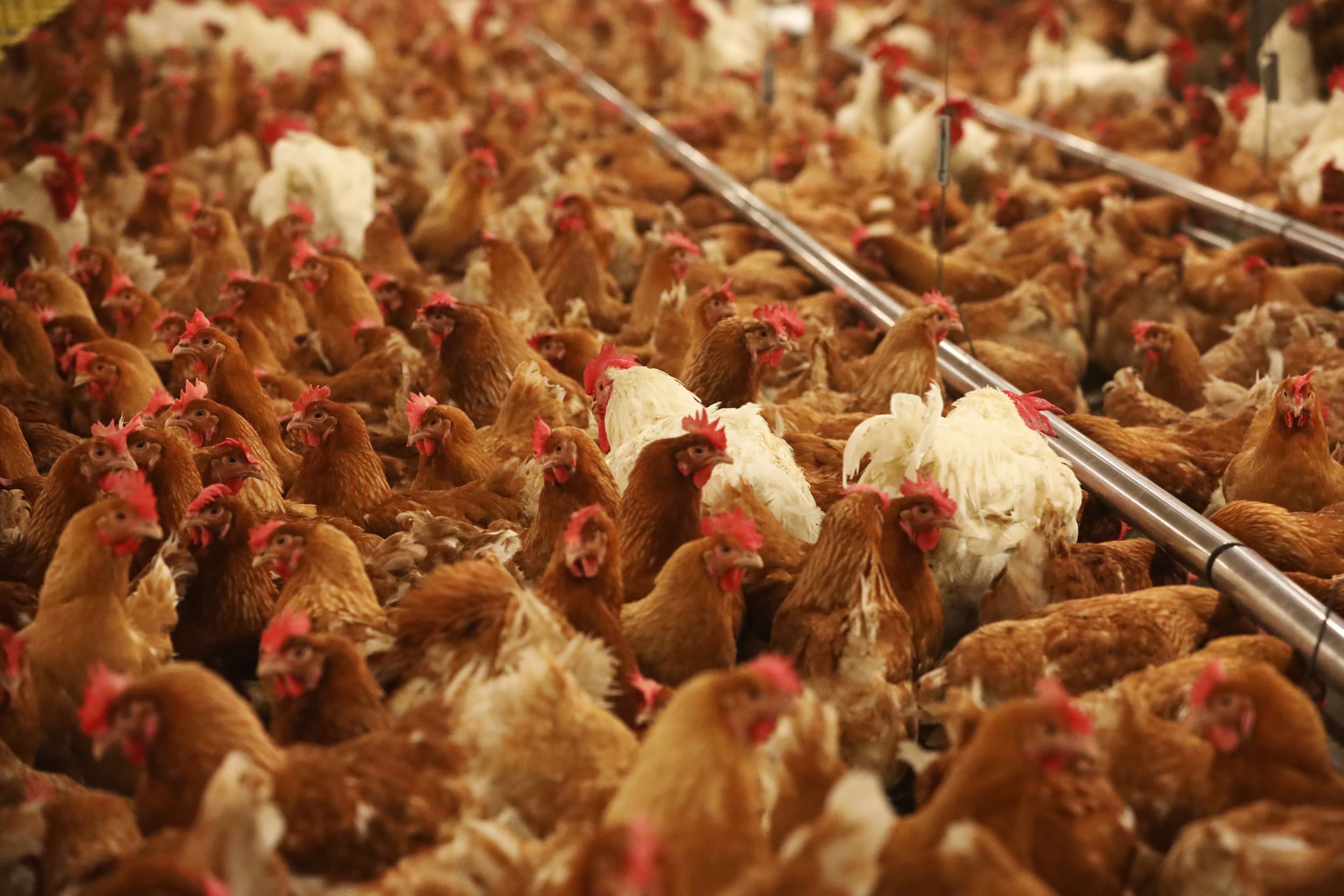 pluimveehouderij bedrijfsopvolging