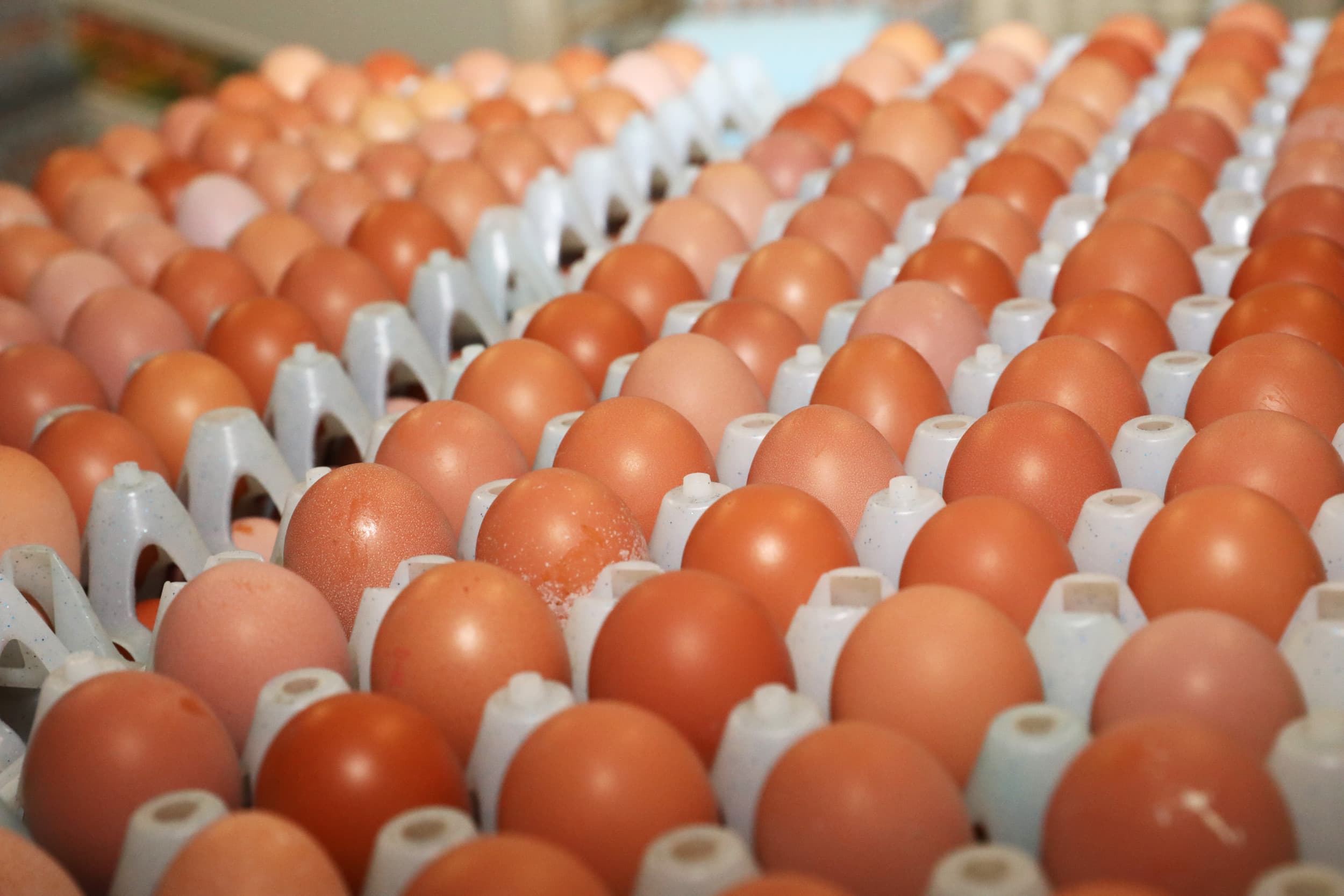 Massale AI-uitbraken in de VS verlagen de eierproductie en stuwen de prijzen, met een stijging van 60% in supermarkten, wat ook een prijsopdrijvend effect heeft in Europa. Foto: Henk Riswick