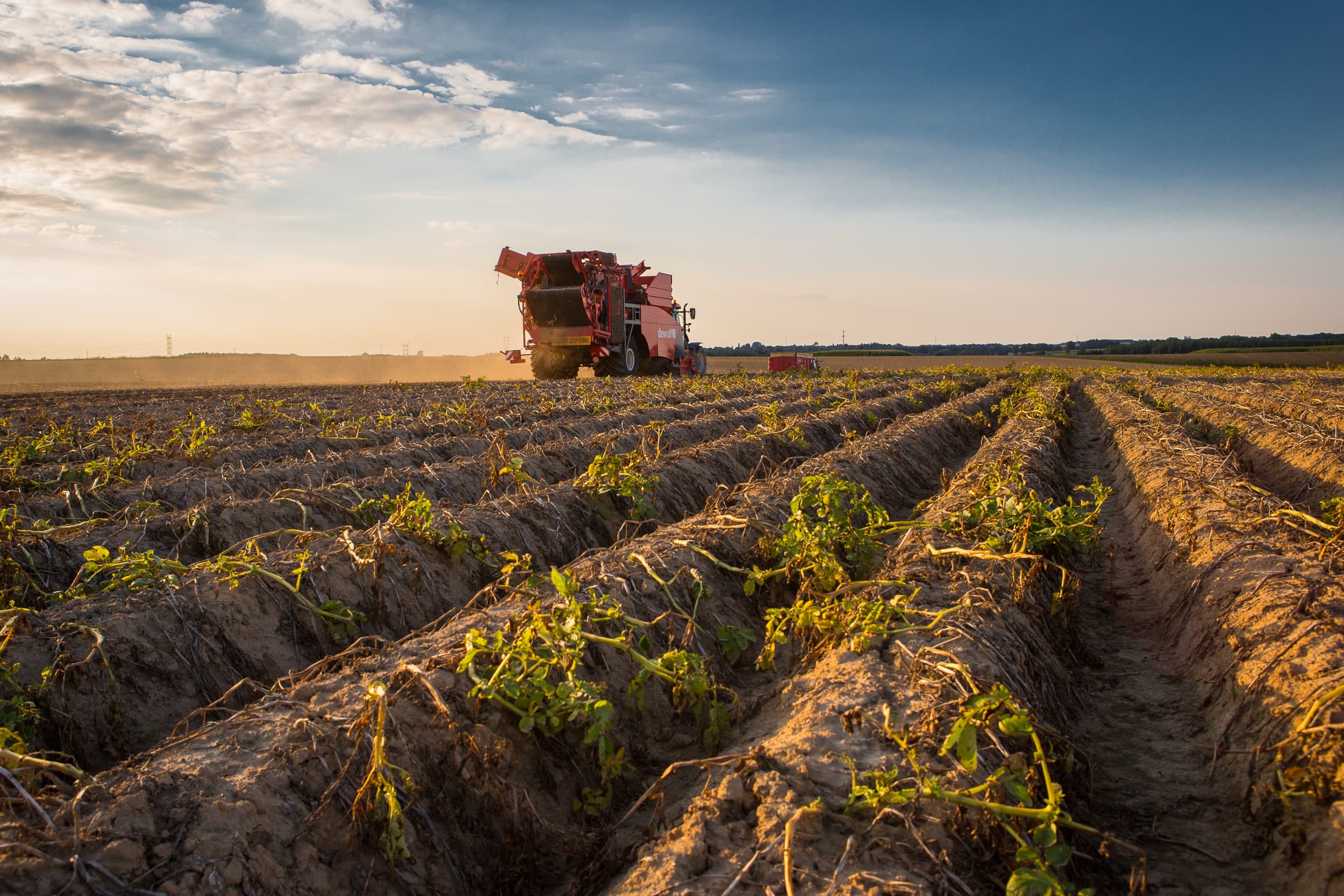 Archieffoto van aardappelen rooien in Frankrijk met de Wulf 2-rijige rooier. – Foto: Peter Roek