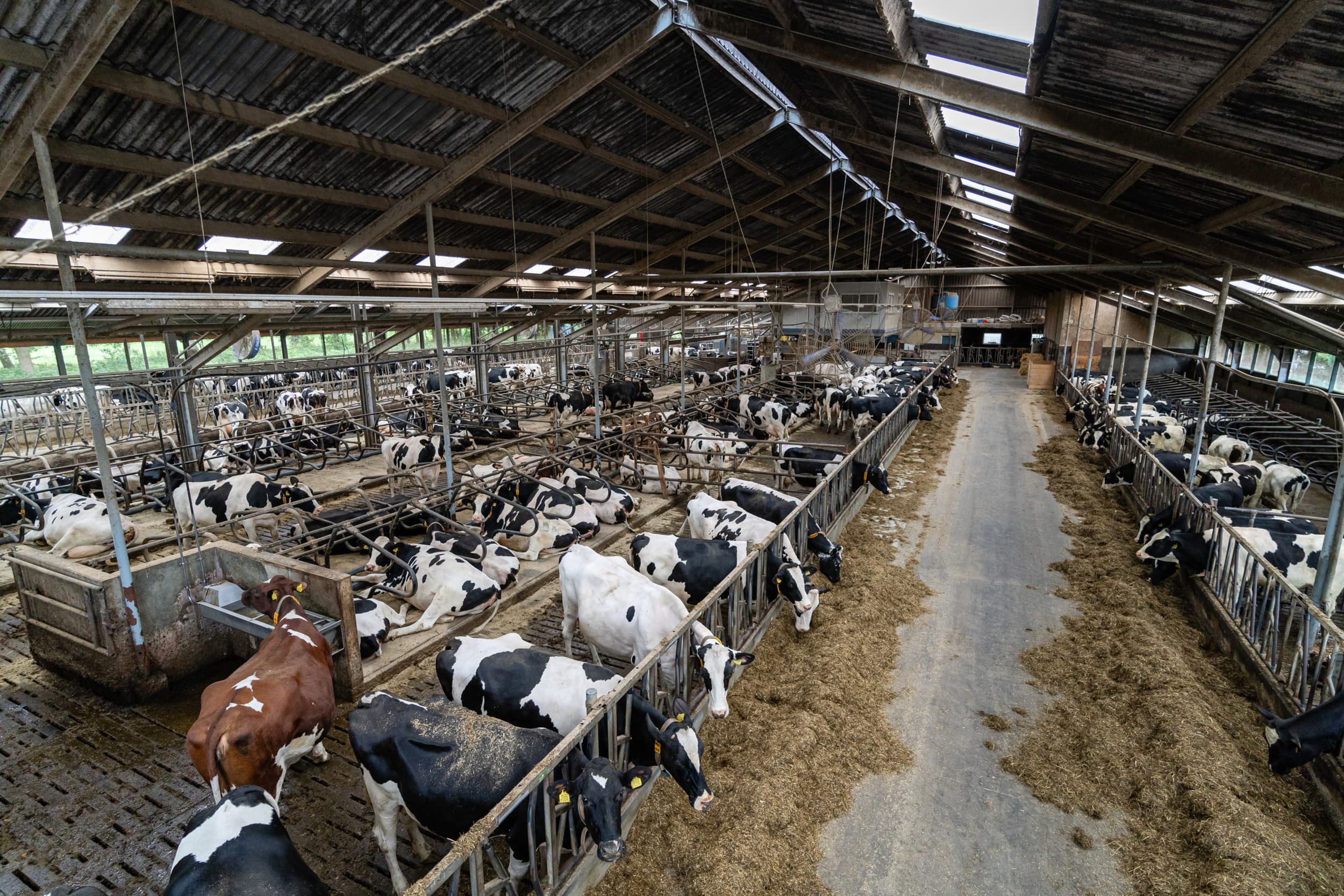 voeradditief Agrifirm reduceert methaan melkvee