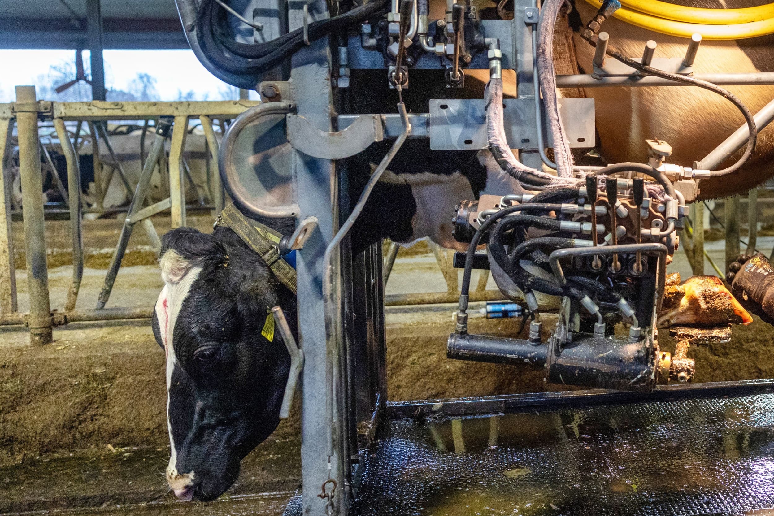 onderzoek ACM dierenartspraktijken