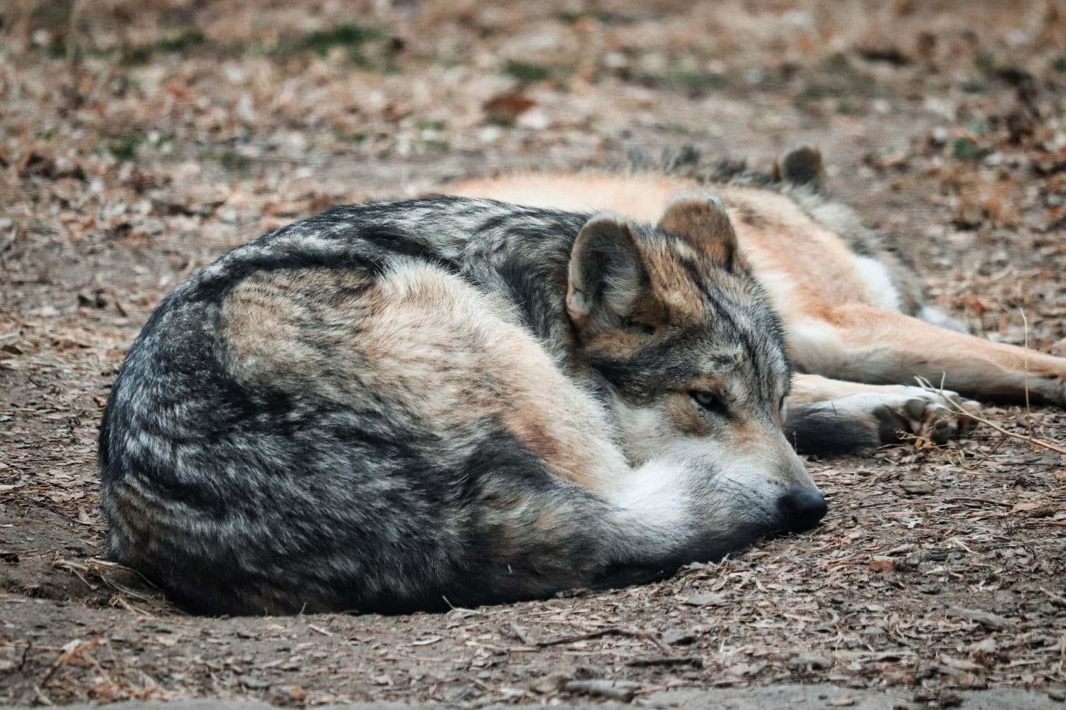 In bijna alle gevallen hadden grondeigenaren niet genoeg preventieve maatregelen getroffen om schade door wolven te voorkomen, blijkt uit de analyse van ANP. Foto: Canva