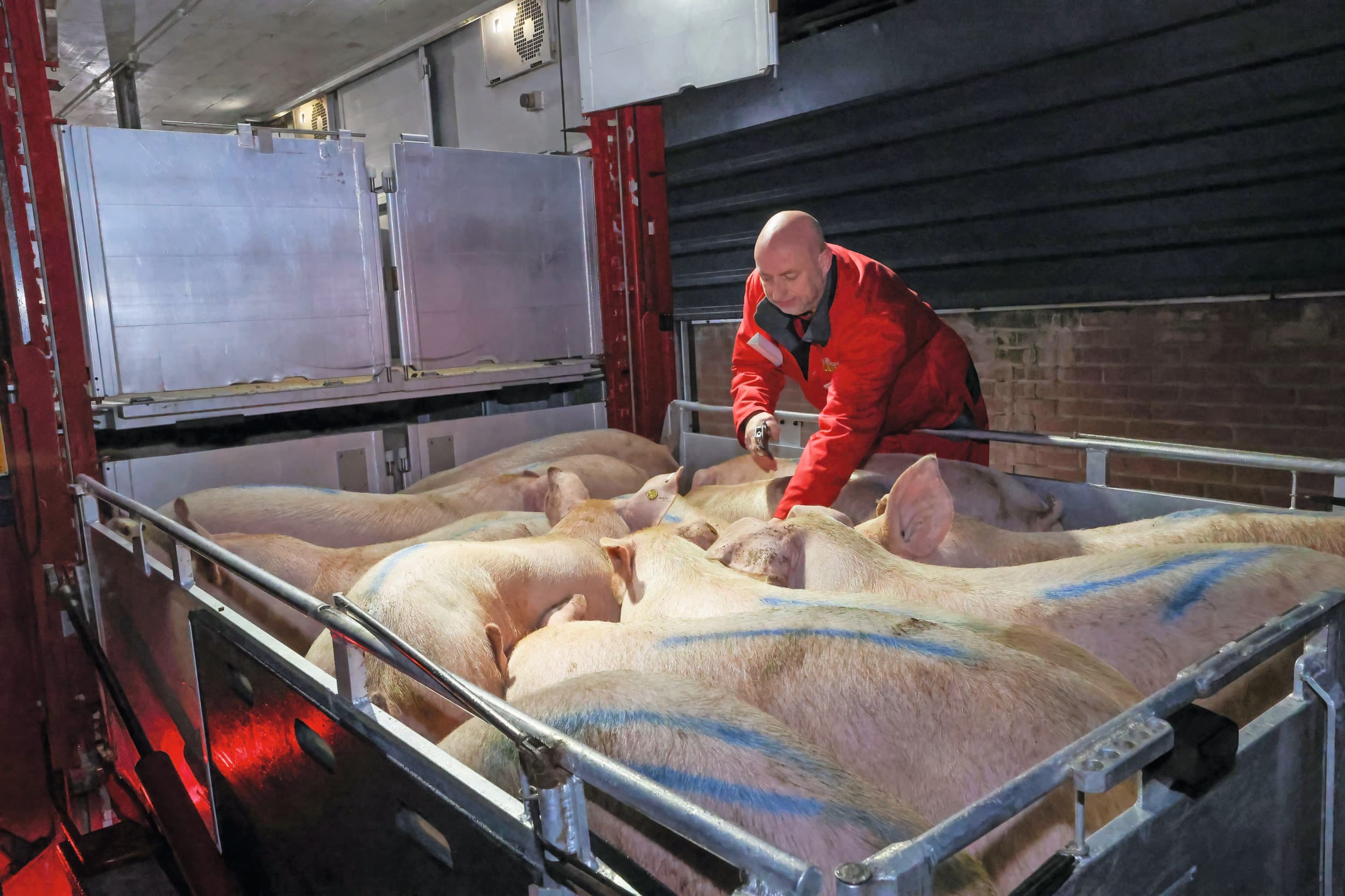 Varkens laden en lossen