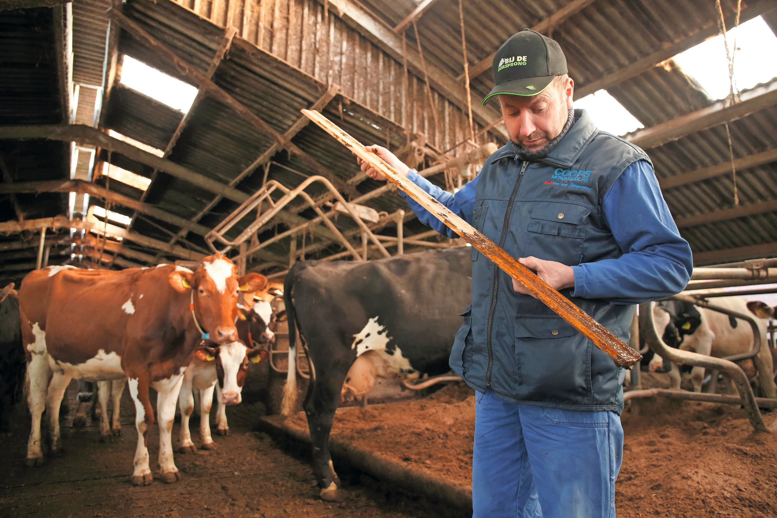 Kwaliteit van mest heeft zeer verschillende aspecten. Een ervan is hoe 'kleverig' de mest is. Foto: Hans Prinsen.
