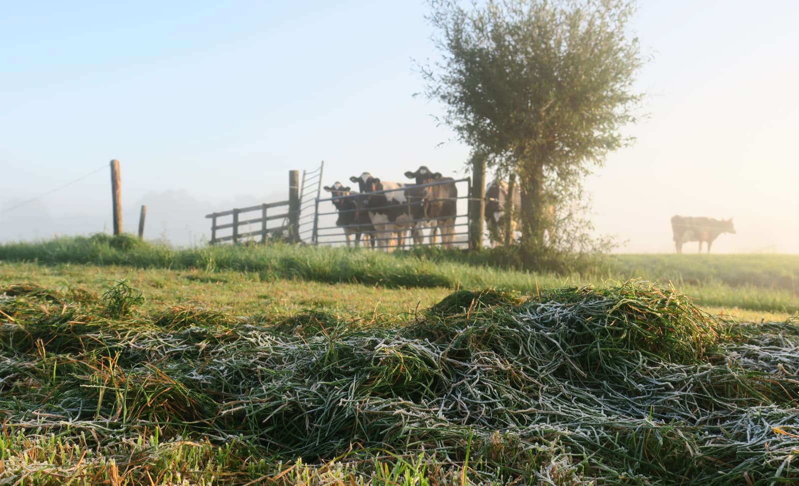De vroege ochtend van 5 oktober. Gras in de rug waar net de vorst over is gegaan. De koeien kwamen nieuwsgierig kijken. - Foto: Oma Noordergraaf