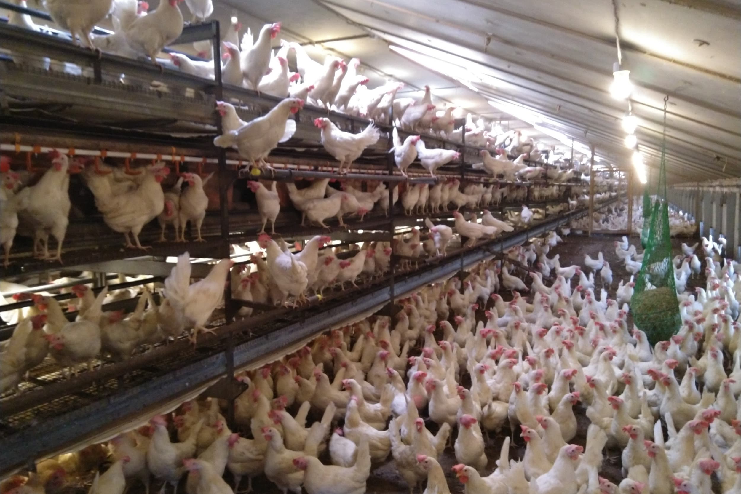 De eerste cursus binnen het Dutch Poultry Trainingsprogramma richt zich op de leghennensector en biedt praktijkgerichte bijscholing voor professionals. Foto: Jan Willem van Vliet