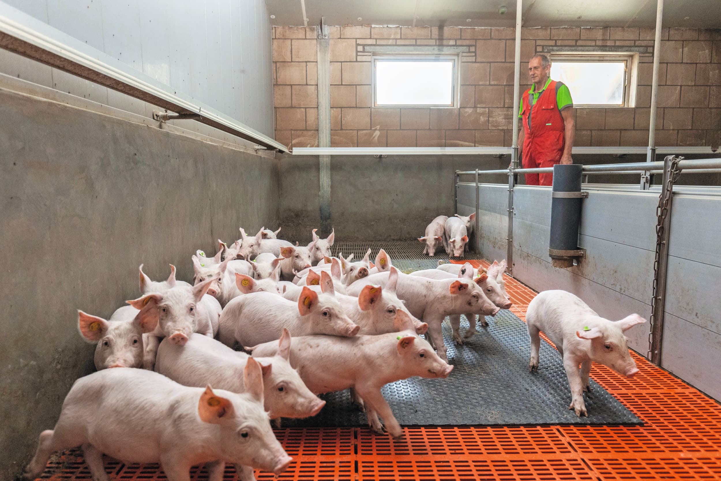 Biggen en vleesvarkens moeten volgens de aangescherpte eisen van het BLk op 40% dichte vloeren liggen. Foto: Herbert Wiggerman