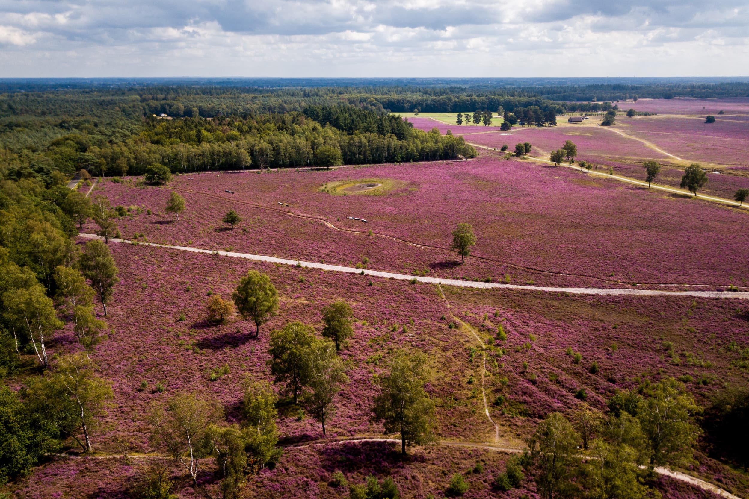 Luchtfoto van de Veluwe in augustus. Veluwse gemeenten en politieke partijen vragen om een heldere stikstofaanpak van het kabinet, terwijl de discussie over het halveren van de veestapel oplaait. Foto: ANP
