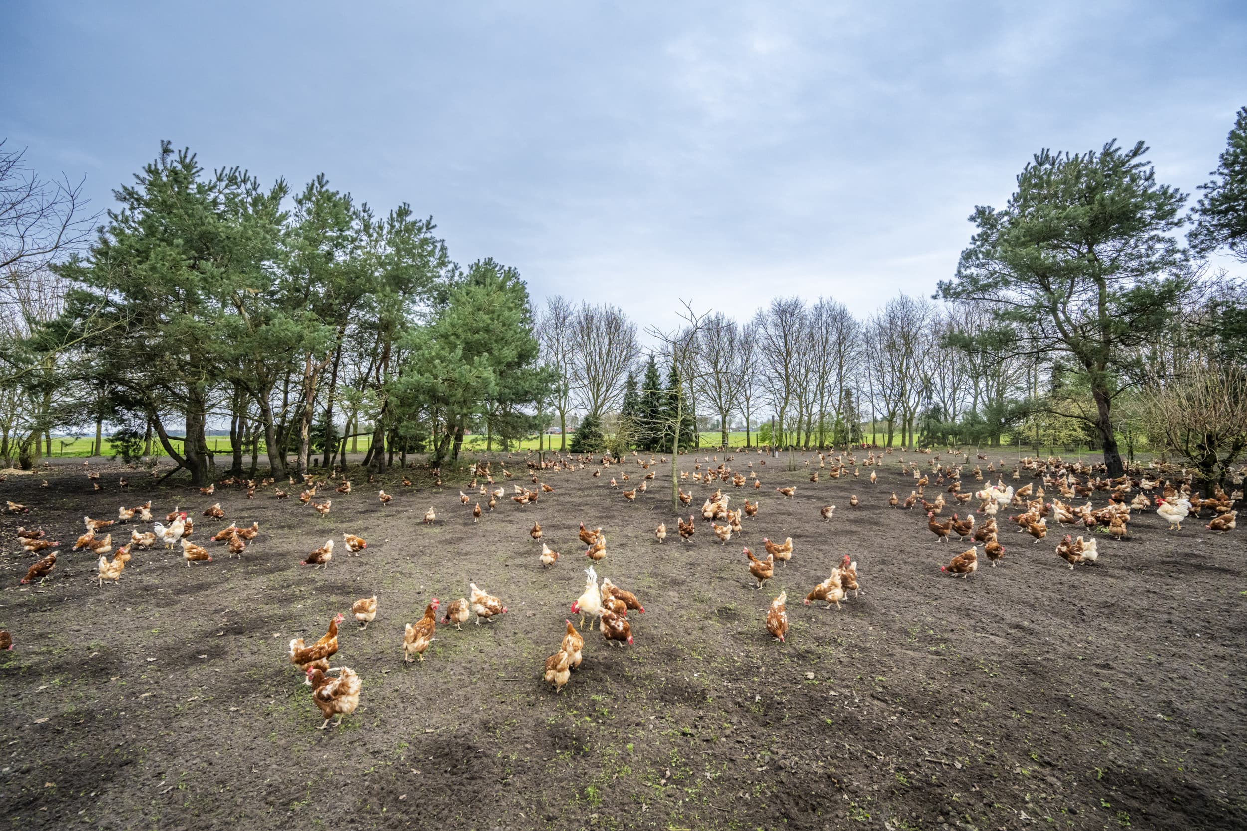 Sinds december vorig jaar zijn er in Nederland geen nieuwe vogelgriepuitbraken gemeld. Foto: ANP