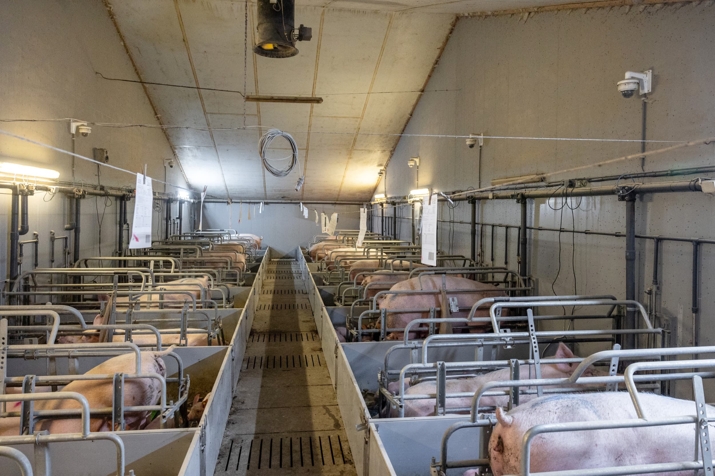 “Als varkenshouder heb je veel te maken met factoren van buitenaf, waardoor de prijs veel stabieler moet worden en er zodoende rust en ruimte komt voor buffers”, aldus columnist Theo Vernooij. Foto: Herbert Wiggerman