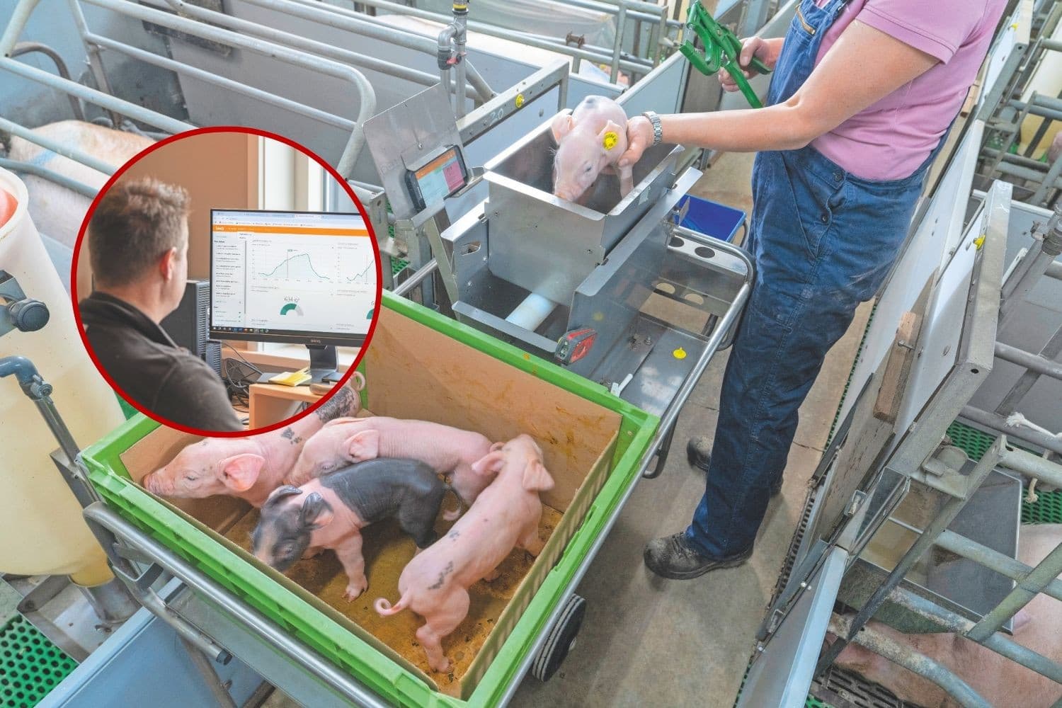 managementsystemen in de varkenshouderijspelen een cruciale rol op varkensbedrijven rondom de verschillende processen, het berekenen van de technische cijfers en met analyses zoeken naar verbeteringen. Foto: Ruud Ploeg, foto inzet Koos Groenewold