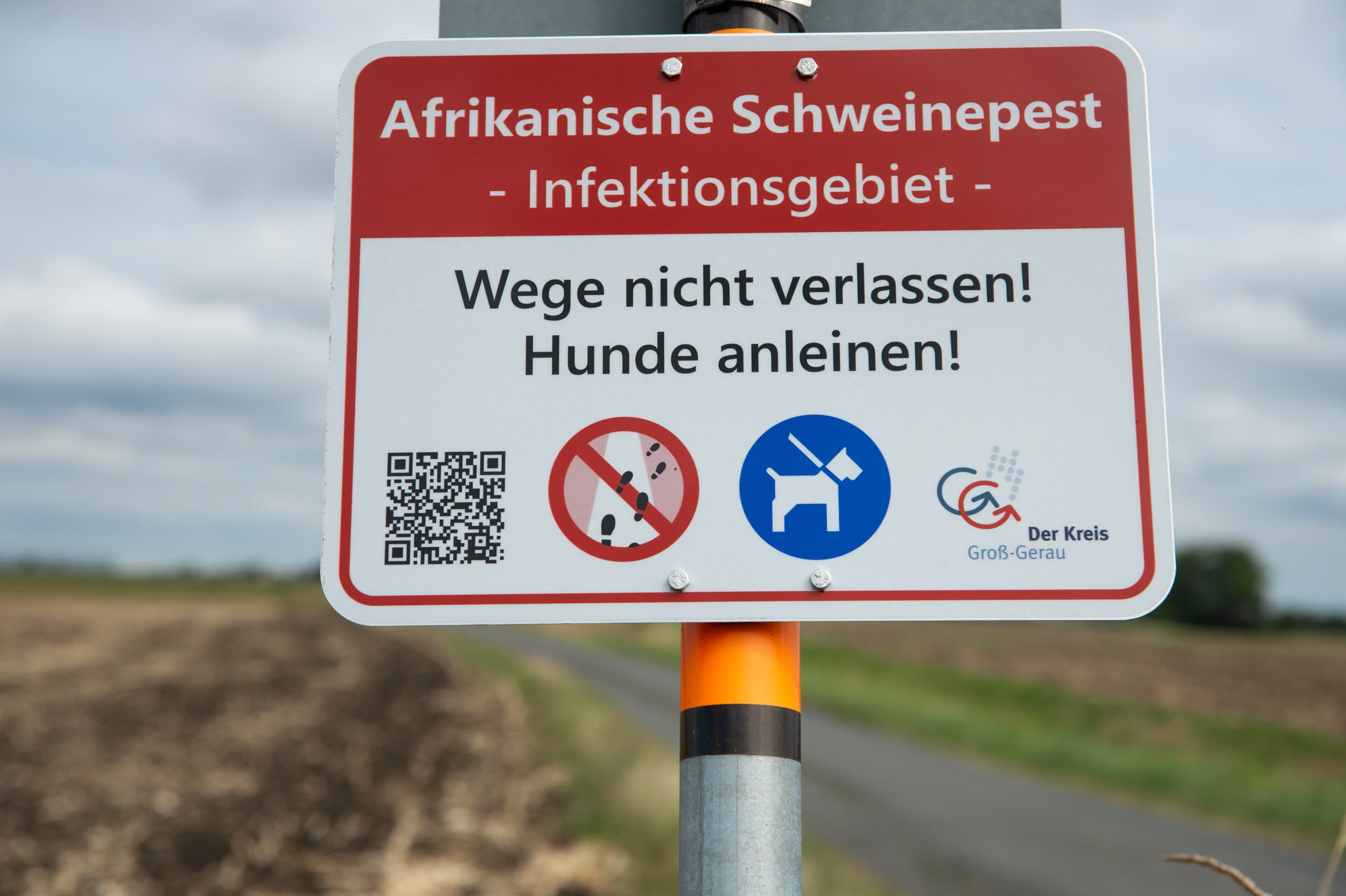 Een varkenshouder in AVP-gebied is de klos in Duitsland. Voor gezonde varkens wordt amper betaald en de gevolgschade door leegstand wordt niet door de overheid vergoed. Foto: Twan Wiermans.