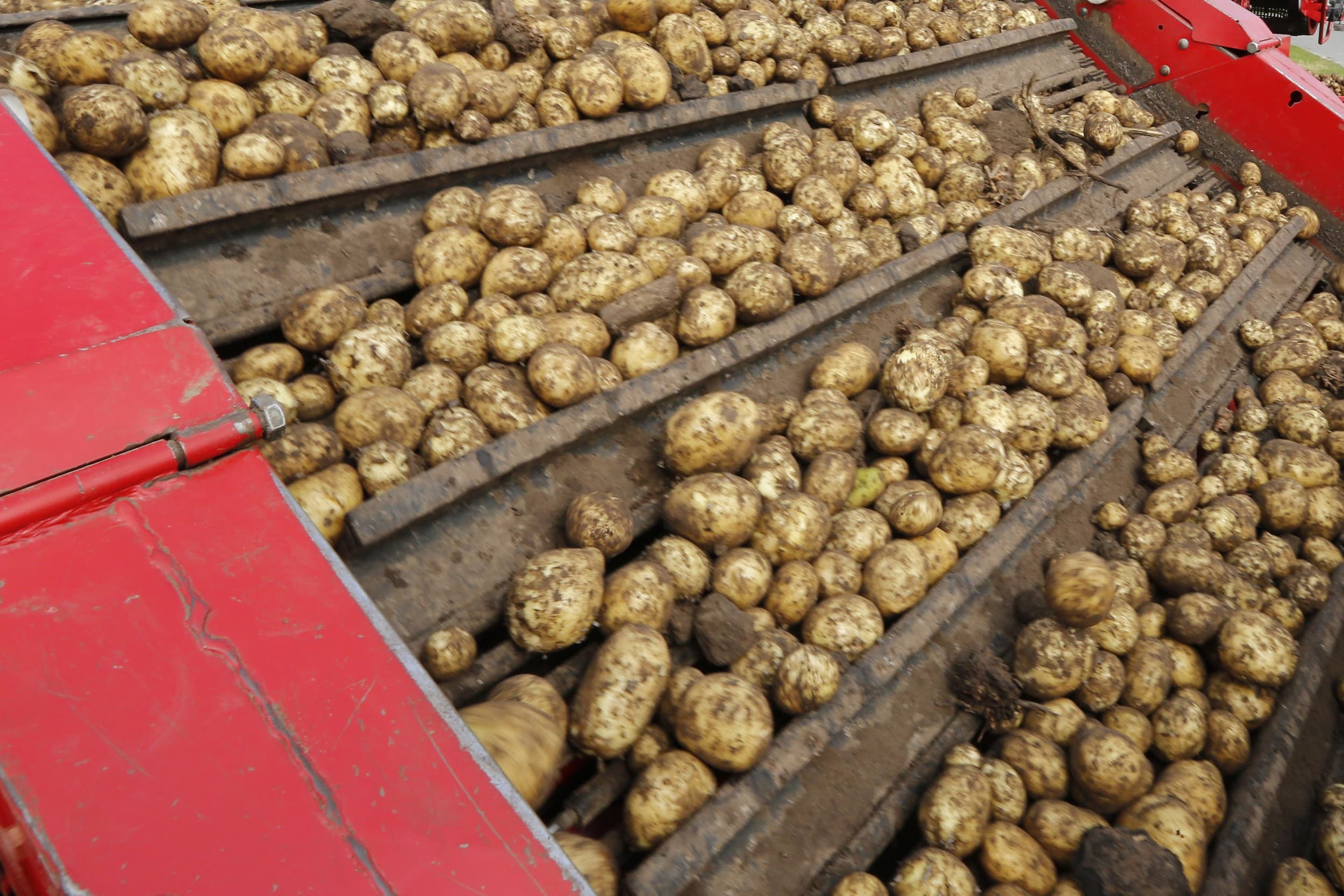 Aviko houdt in 2025 de contractprijzen voor fritesaardappelen stabiel, ondanks eerdere kostenstijgingen, en verwacht groei van het aardappelareaal in omliggende landen. Foto: Henk Riswick