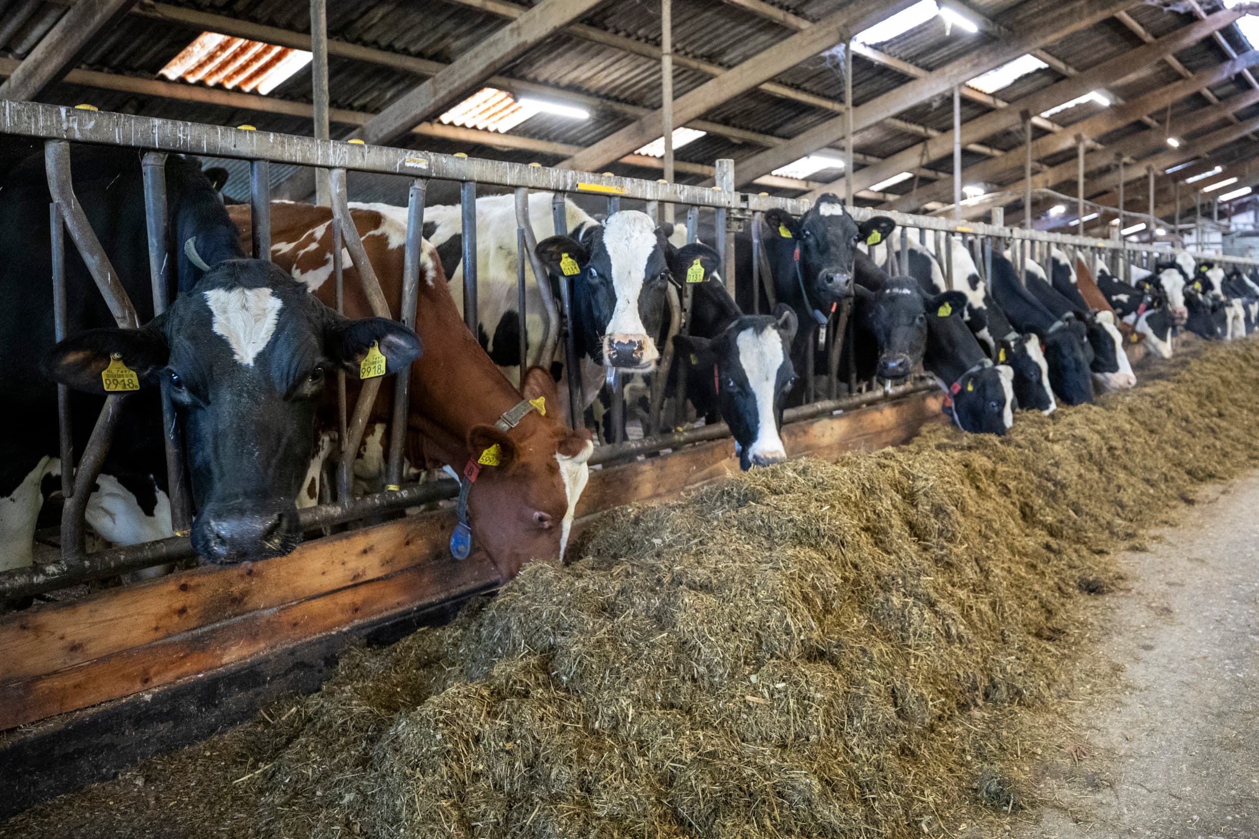 Foto: Anne van der Woude