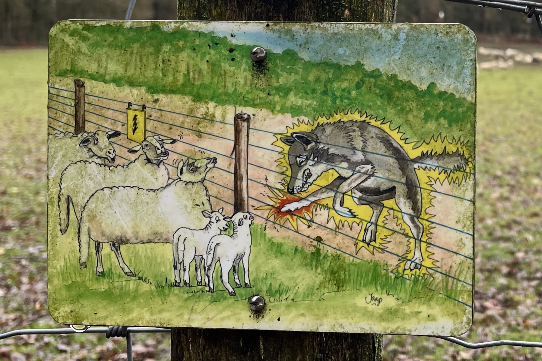 ruimte voor de wolf in Nederland is waanzin