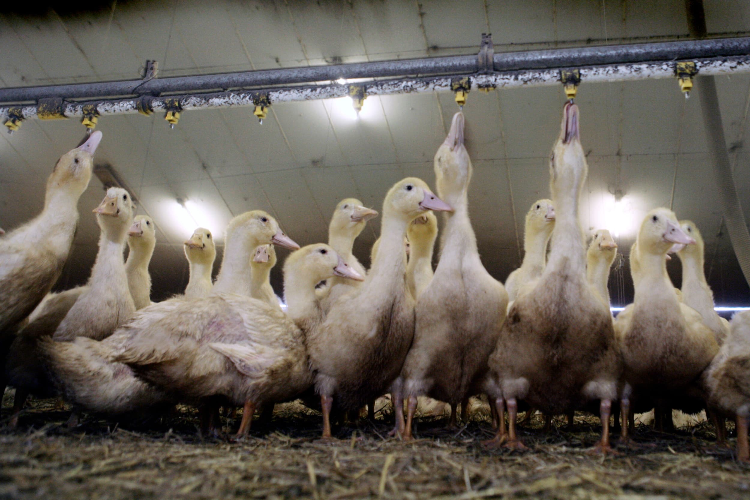 Minister Wiersma wil de eendenhouderij in Nederland niet verbieden, maar strengere regels invoeren om het dierenwelzijn te verbeteren. Foto ter illustratie. Foto: Koos Groenewold