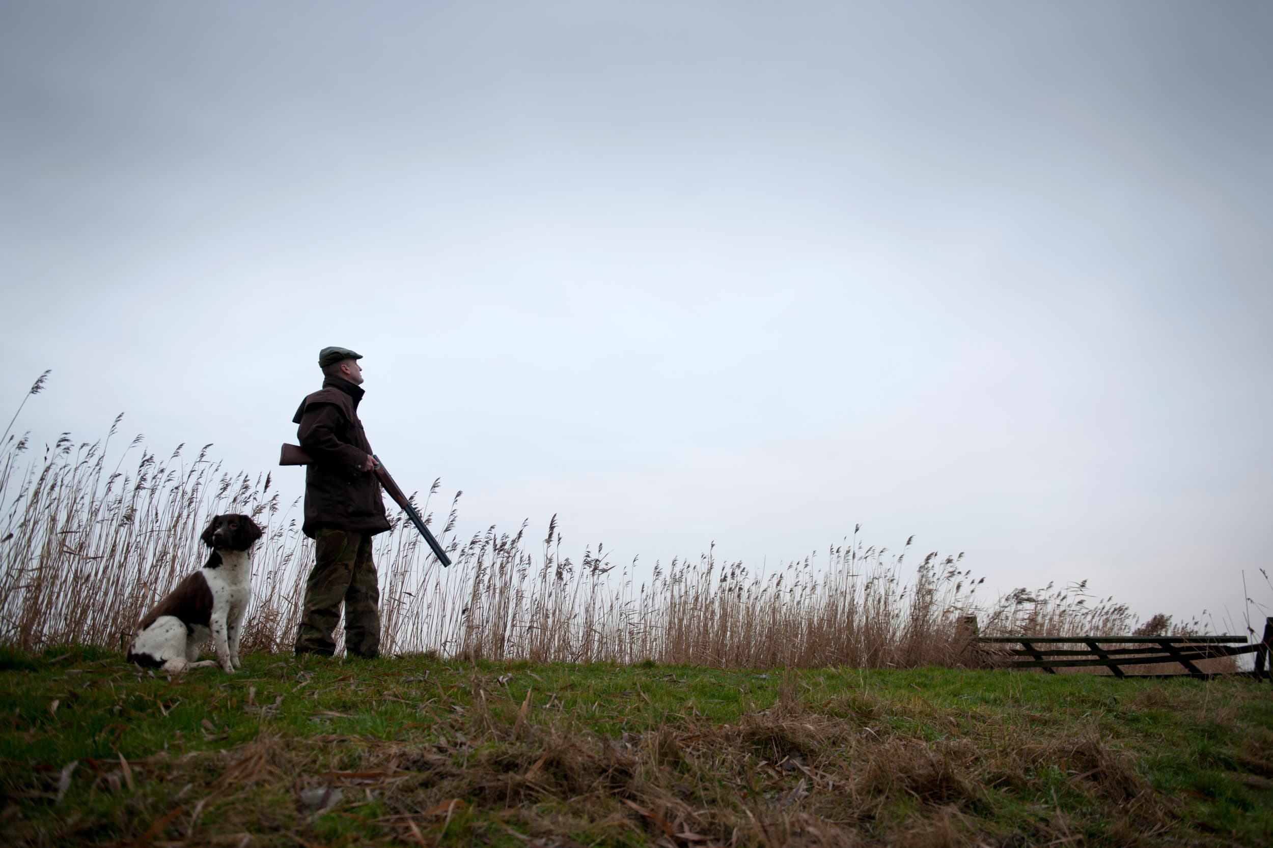 Schieten is niet verplicht; de aanwezigheid van een jager op het perceel voldoet voor ganzenschadevergoeding. Foto: Mark Pasveer