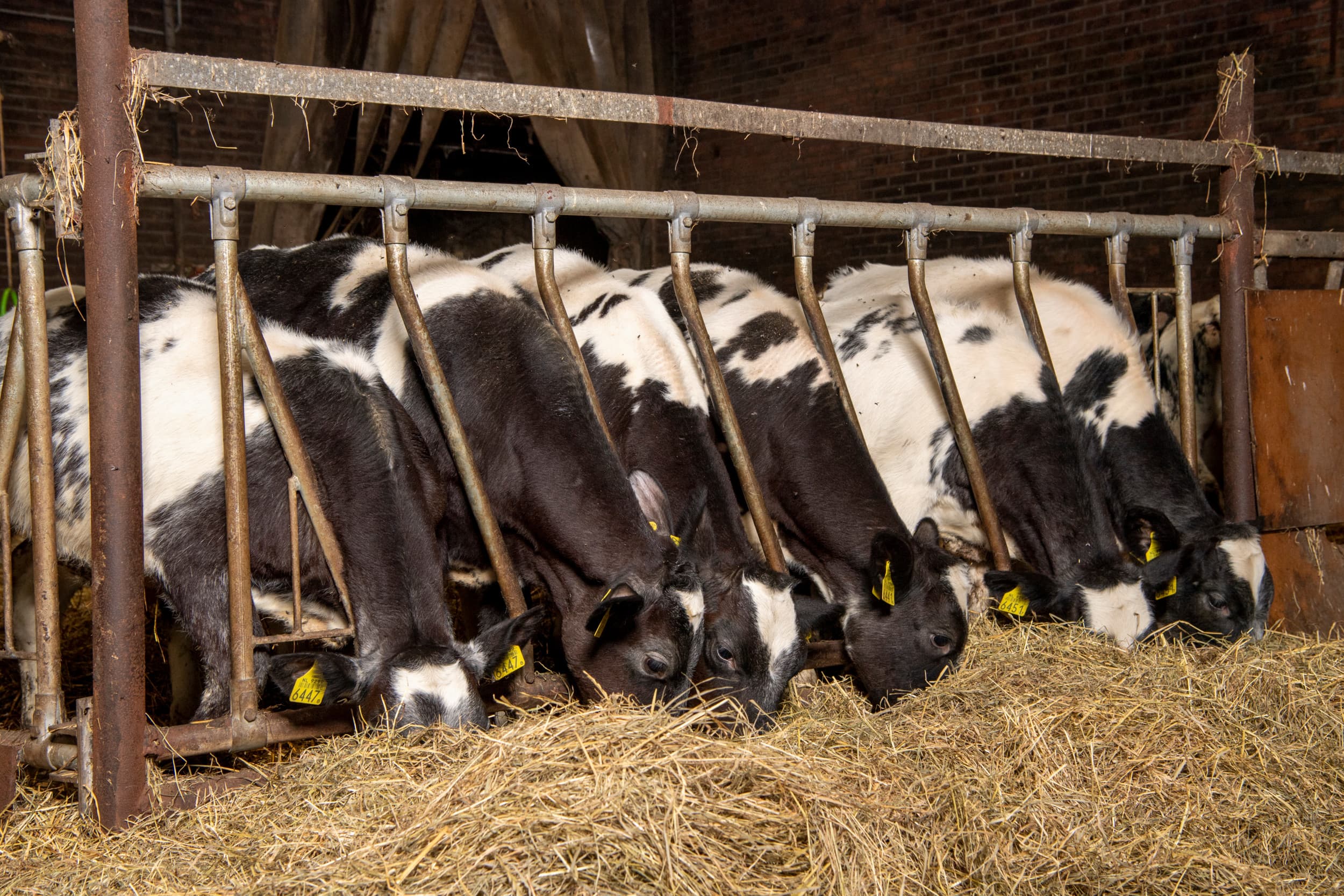 Geen MKZ in Nederland, maatregelen deels opgeheven, beperkingen blijven gelden voor enkele bedrijven. Foto: Frank Uijlenbroek