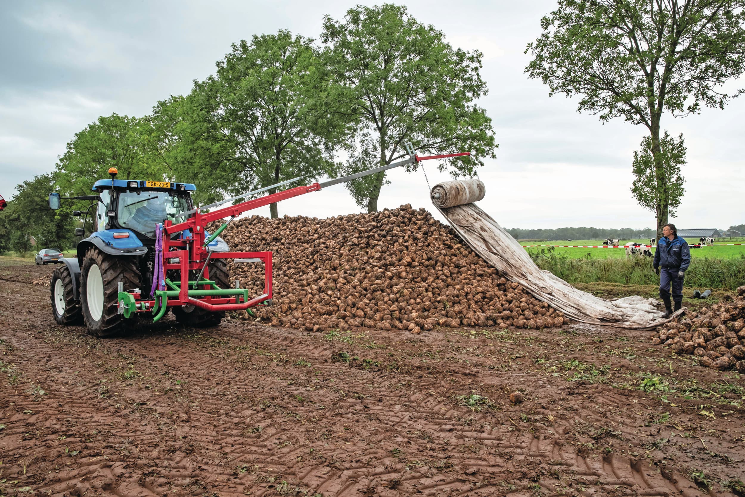 Afdekken van suikerbieten is vervelend werk, mechanisatie kan het werk verlichten. Foto: Ronald Hissink
