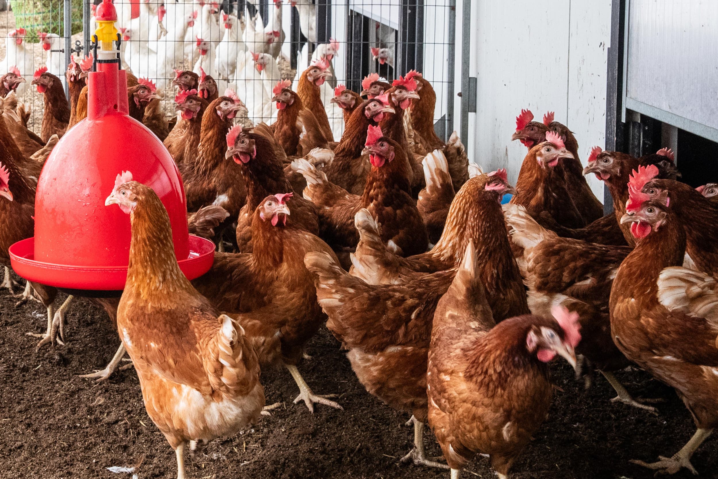 vogelgriep leghennen Duitsland