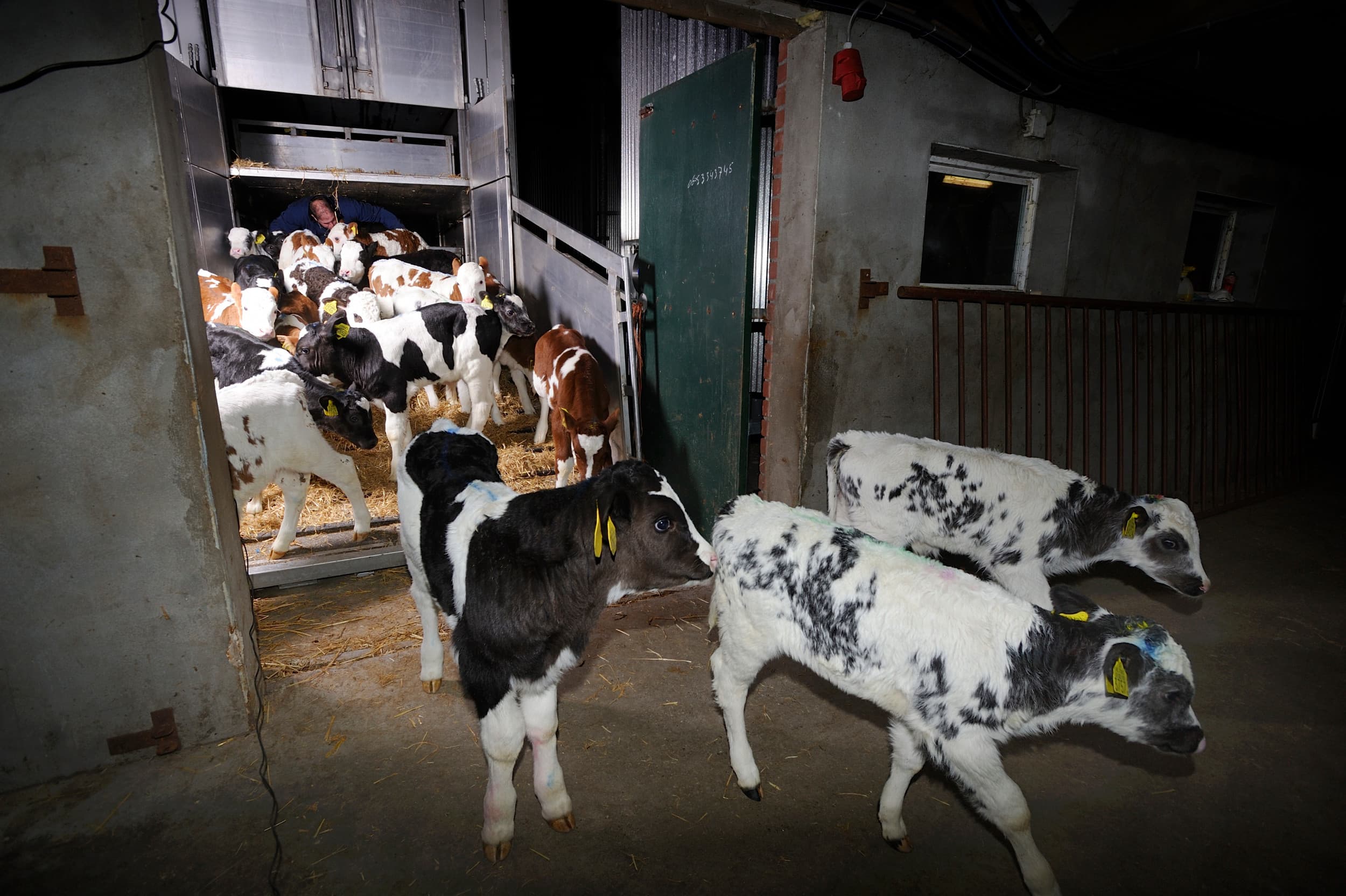 Columnist Vergaderboer stelt voor om de kalverhouderij in Nederland te beperken tot alleen kalveren uit de eigen melkveestapel, om risico’s zoals veeziekten en negatieve publiciteit te verminderen. Foto: Frank Uijlenbroek