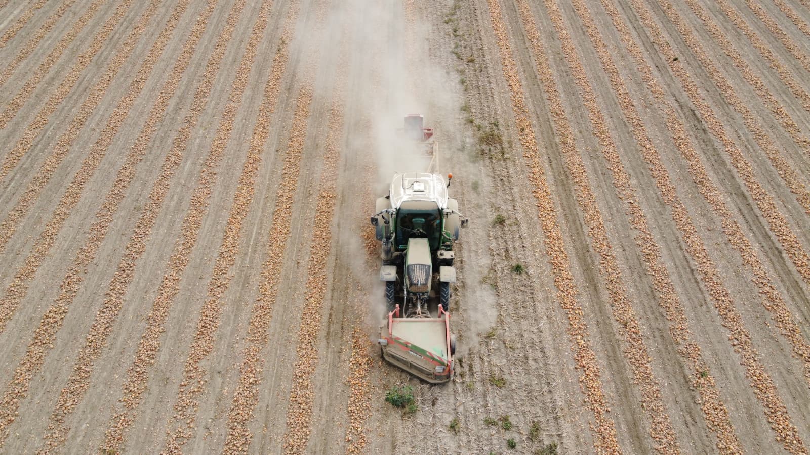 Te koud of te nat er is altijd wel wat. Uienoogst in Zeeland. - Foto: Tim Jacobsen