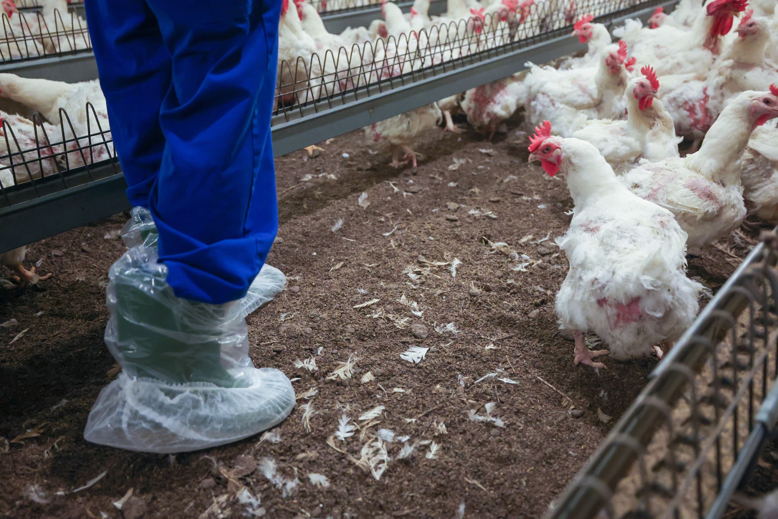 Eerste hoogpathogene vogelgriepgeval van het najaar vastgesteld aan de Engelse oostkust. Betrokken pluimveebedrijf is geruimd. Foto ter illustratie. Foto: Bert Jansen