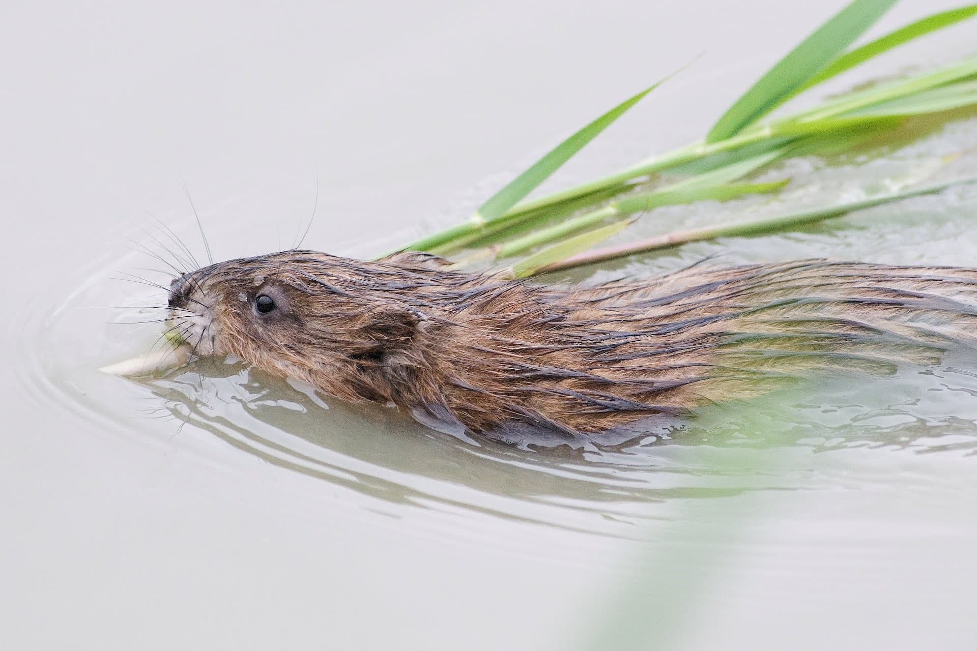 De Nederlandse waterschappen vingen in 2023 fors meer muskus- en beverratten door hoogwater, dat zorgde voor extra instroom vanuit Duitsland. Foto: Waterschap Rivierenland