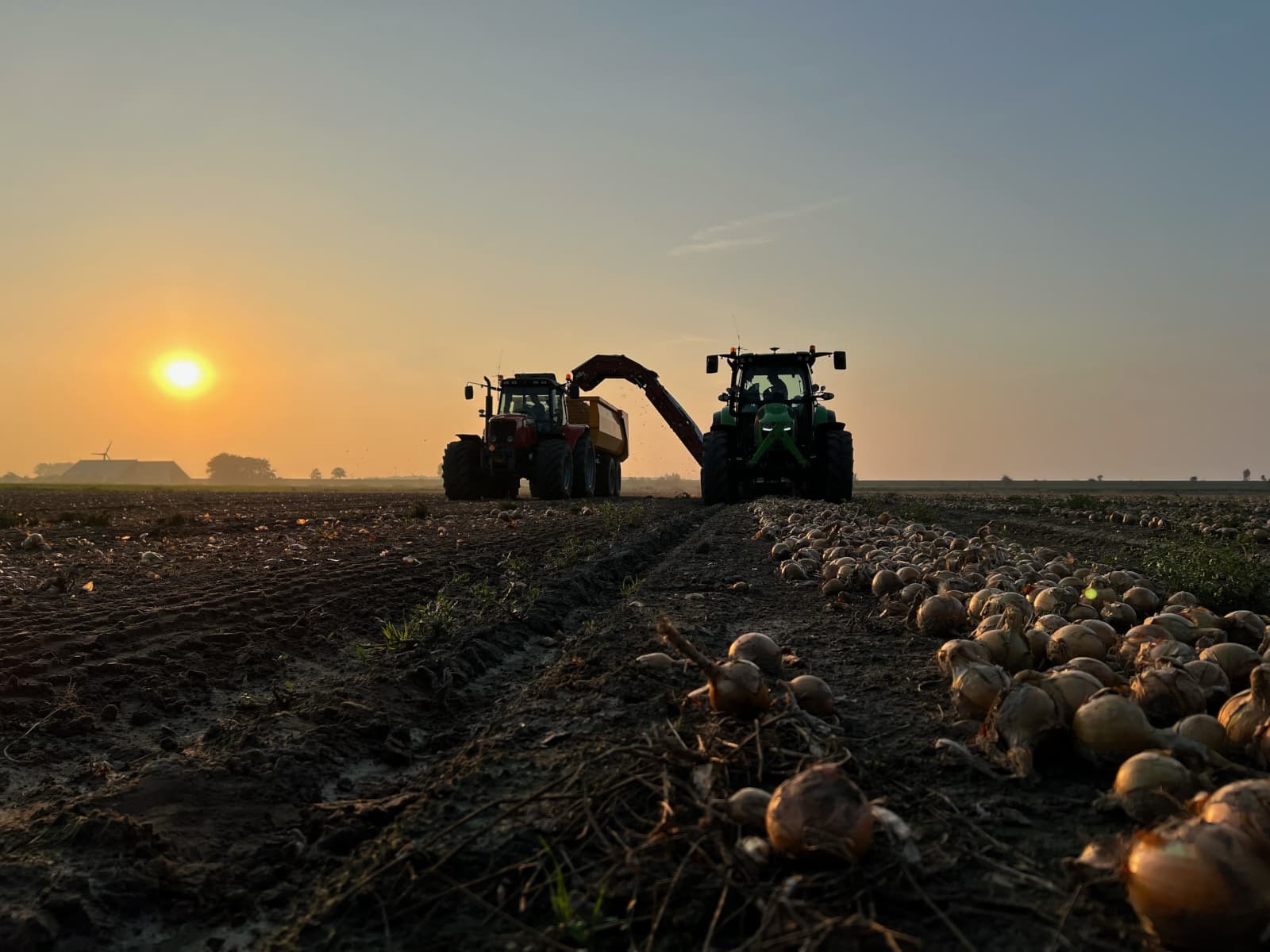 Oogst van de uien op zaterdag 7 september in Munnekezijl in de provincie Groningen, dicht bij de grens met Friesland. - Foto: Lisette Rinkema