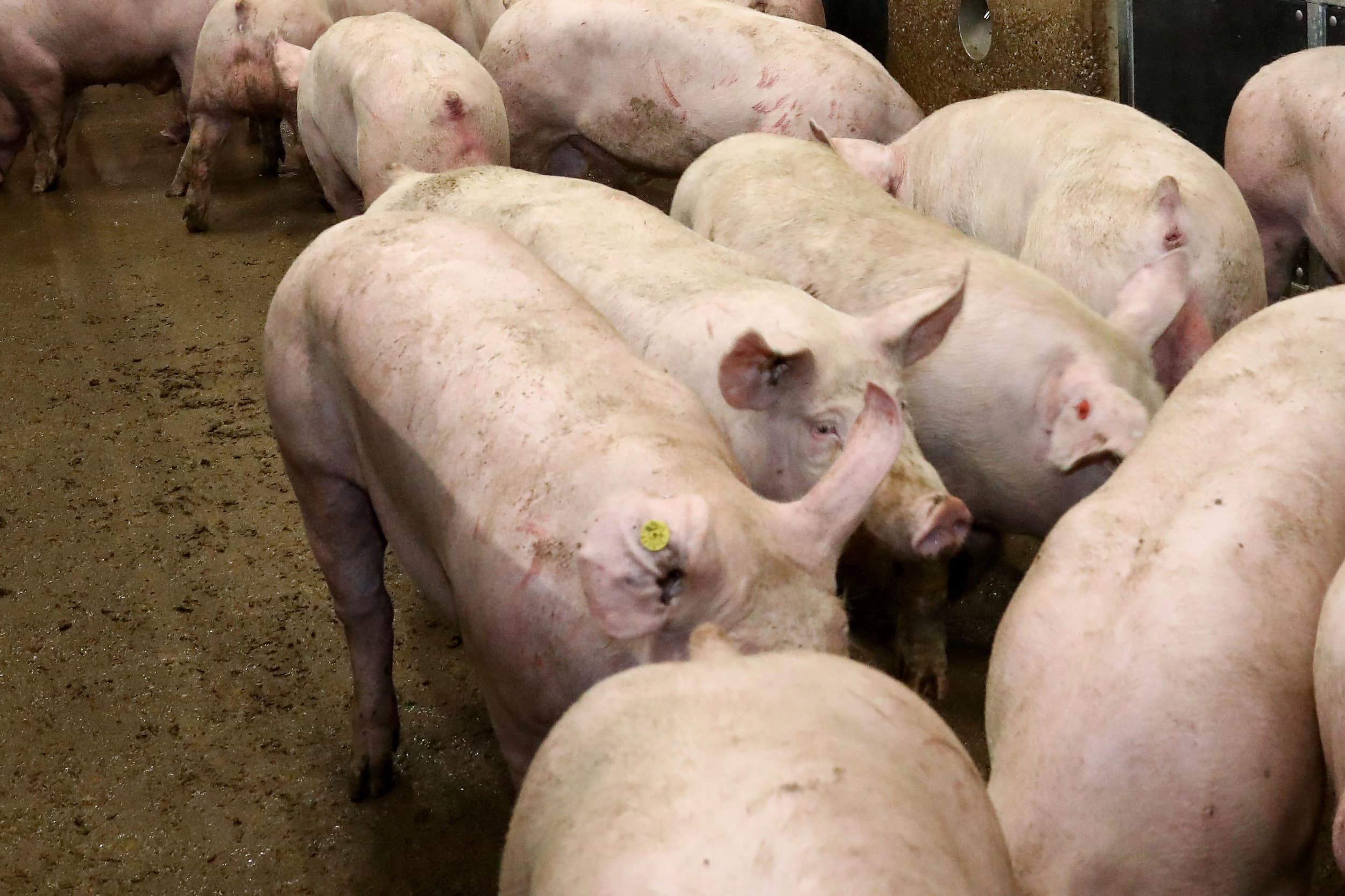 verbod op veeprikker komt