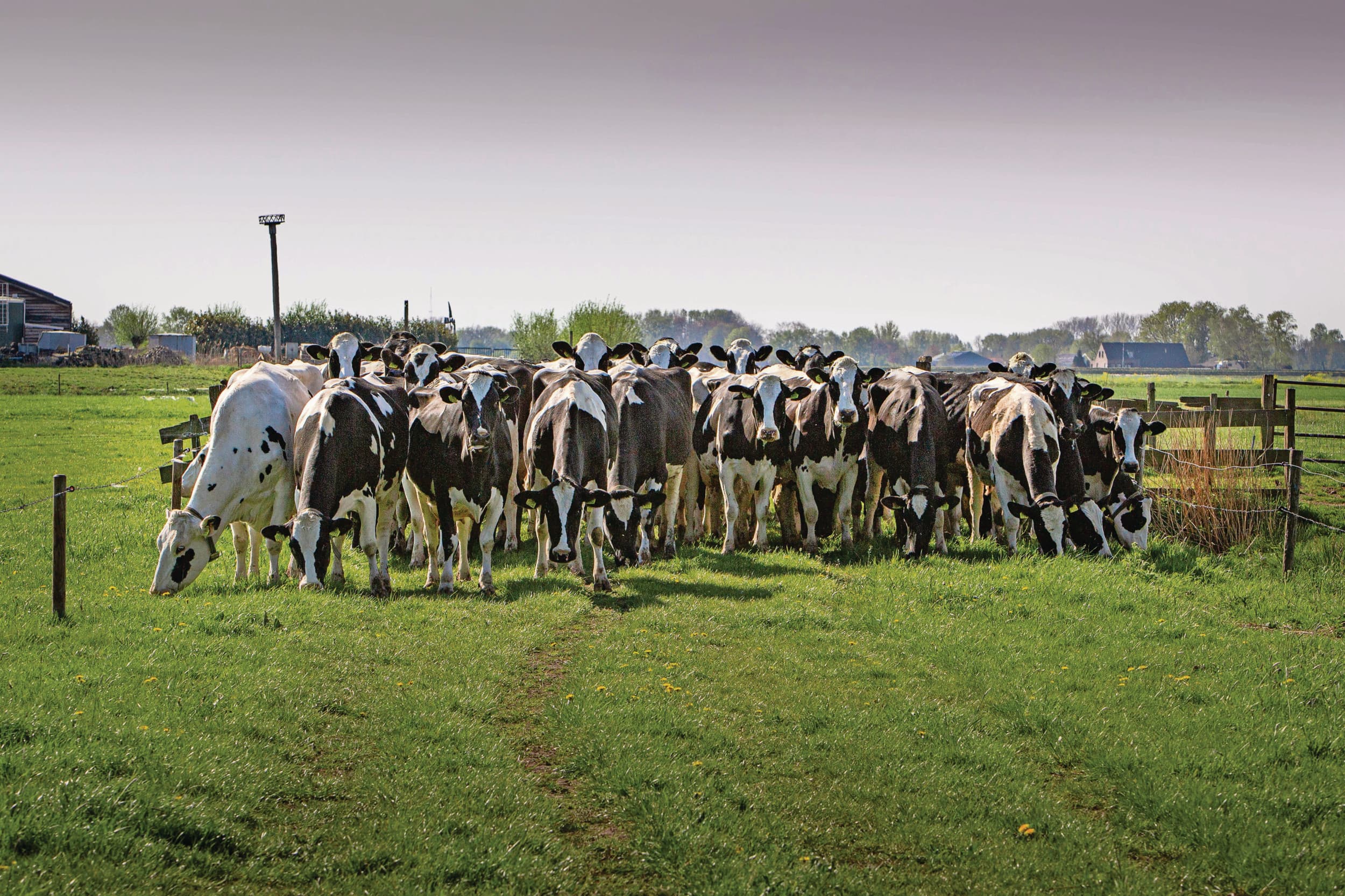 De uitspraak kan volgens Greenpeace de gedwongen uitkoop van piekbelasters als resultaat hebben, een maximaal aantal dieren per hectare en verplicht minder gebruik van krachtvoer. Foto: Peter Roek