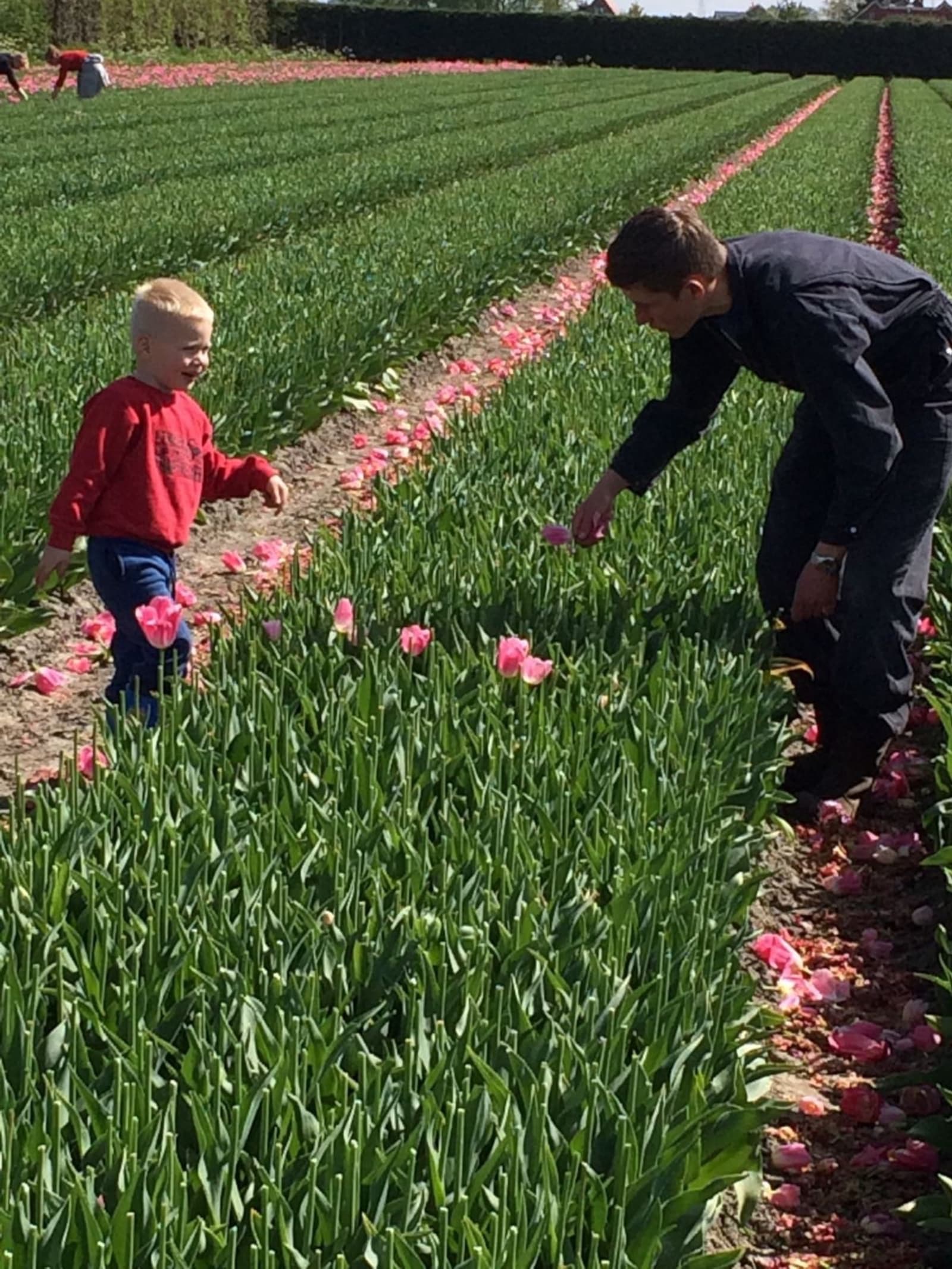 Geen oogst van gras op de foto, wel tulpenbollen planten en tulpenbloemen (na)koppen en rooien bij Vlaar Bloembollen in Benningbroek (N-H.) De jongsten kijken toen en leren hoe het moet en de oudsten houden toezicht. – Foto: Jacqueline Schipper