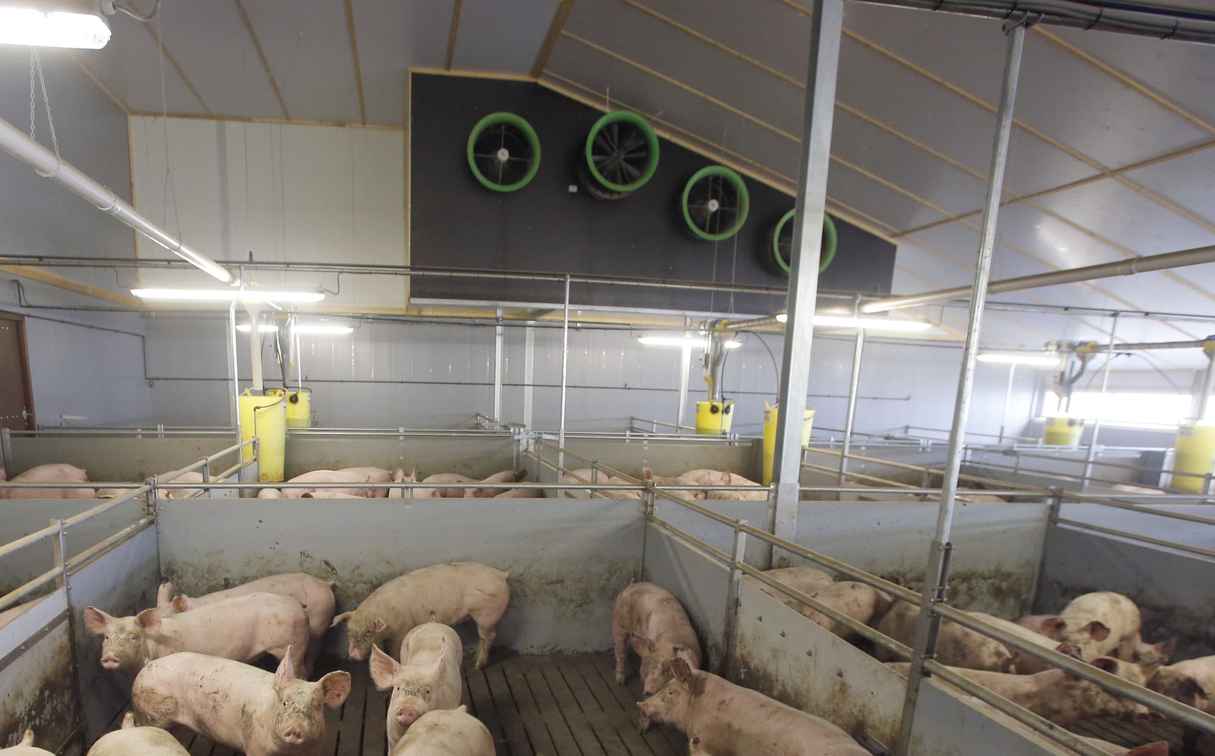 Een veeverzekering dekt schade door defecte ventilatie alleen als er een goed werkend alarmsysteem aanwezig is. Foto: Bert Jansen