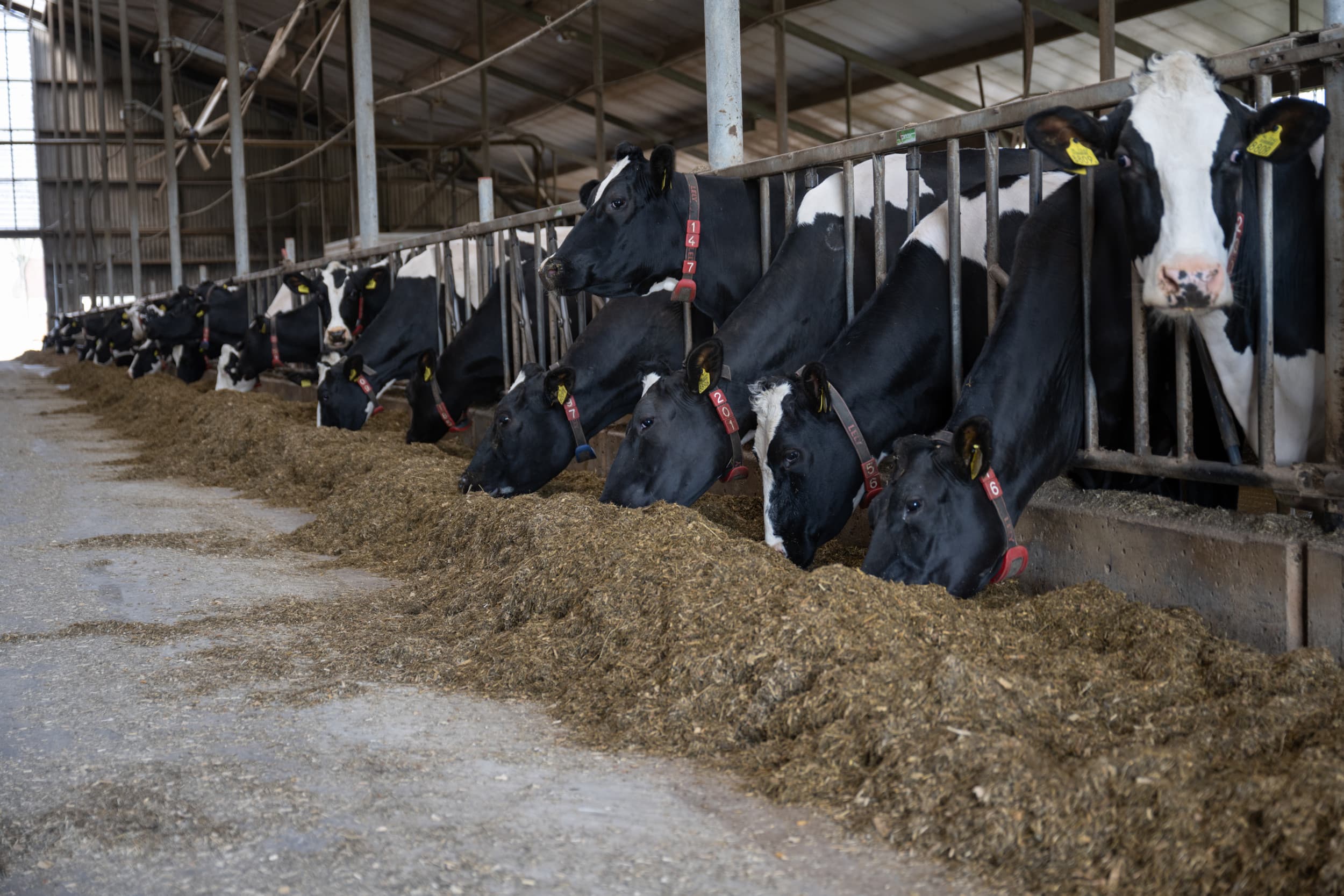 Aan het voerhek krijgen de koeien hun basisrantsoen. Veruit het grootste deel daarvan is ruwvoer. Dat moet van hoge kwaliteit zijn om een hoge voederwaarde, uitgedrukt in VEM per per kilo droge stof, in het totale rantsoen te realiseren. Foto: Michel Velderman