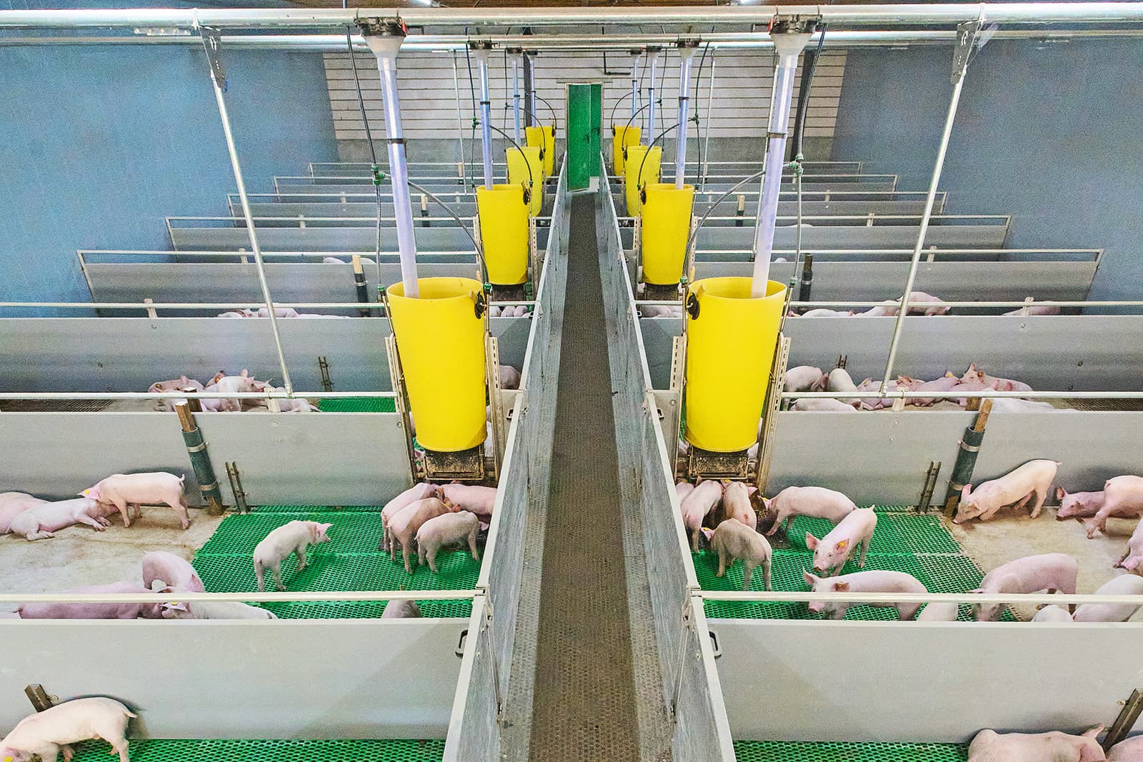 Een nieuwe biggenstal, net in gebruik. Foto: Van Assendelft Fotografie