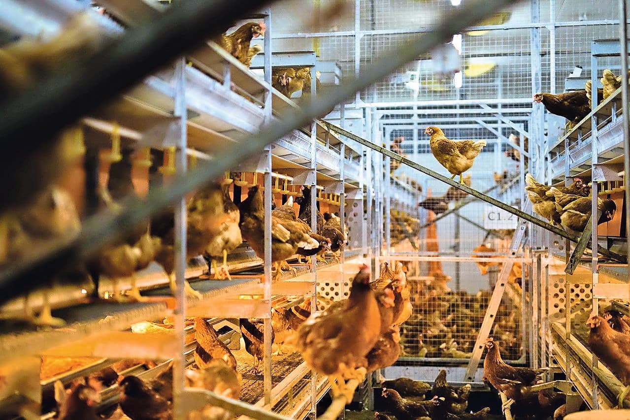 pluimveeonderzoek naar vleeskuikens en leghennen op proefboerderij