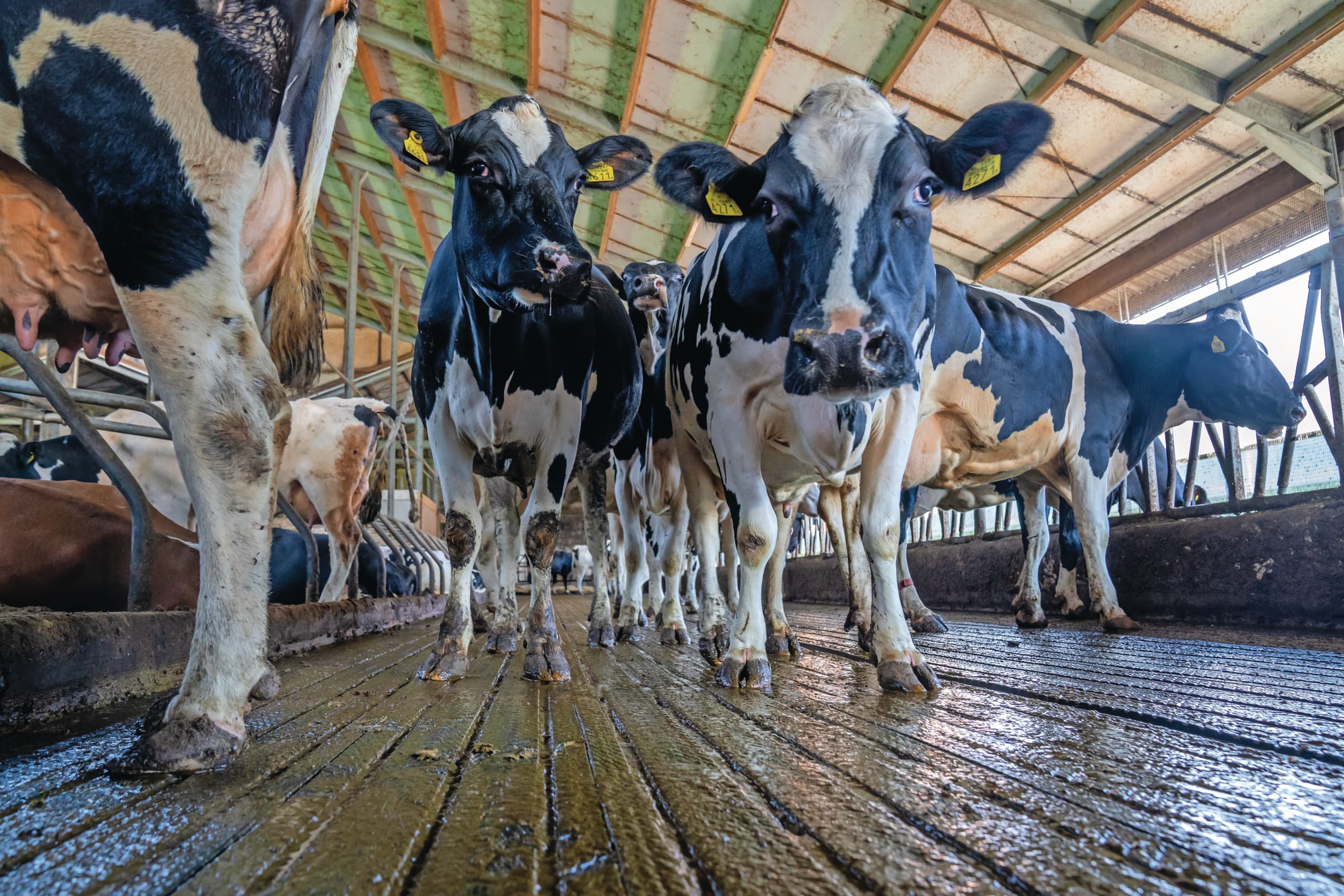 Bedrijven met 130 tot 180 koeien dragen in de meeste jaren de hoogste lasten voor rente en aflossing. Deze bedrijven hebben een hoger rentepercentage dan de grootste bedrijven en een kortere looptijd van de financiering. Foto: Bert Jansen.
