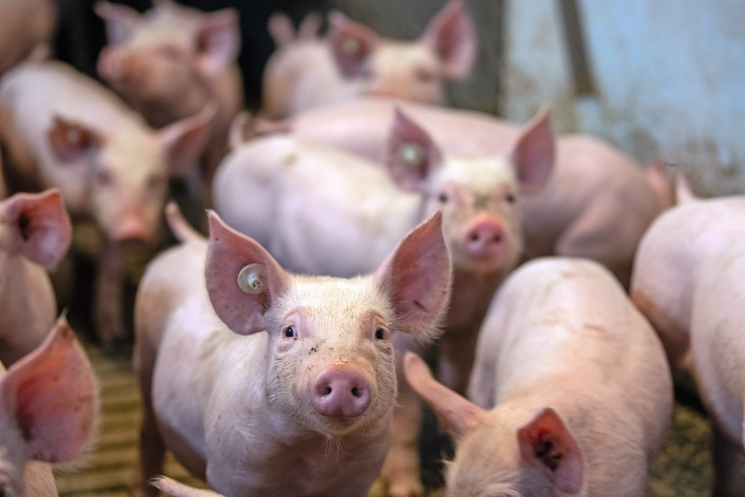 Ondanks de krimp van de sector is vrijwel iedereen ervan overtuigd dat er in Nederland toekomst blijft voor de varkenshouderij. Zo zijn op het gebied van efficiency gigantische sprongen gemaakt. Foto: Mark Pasveer