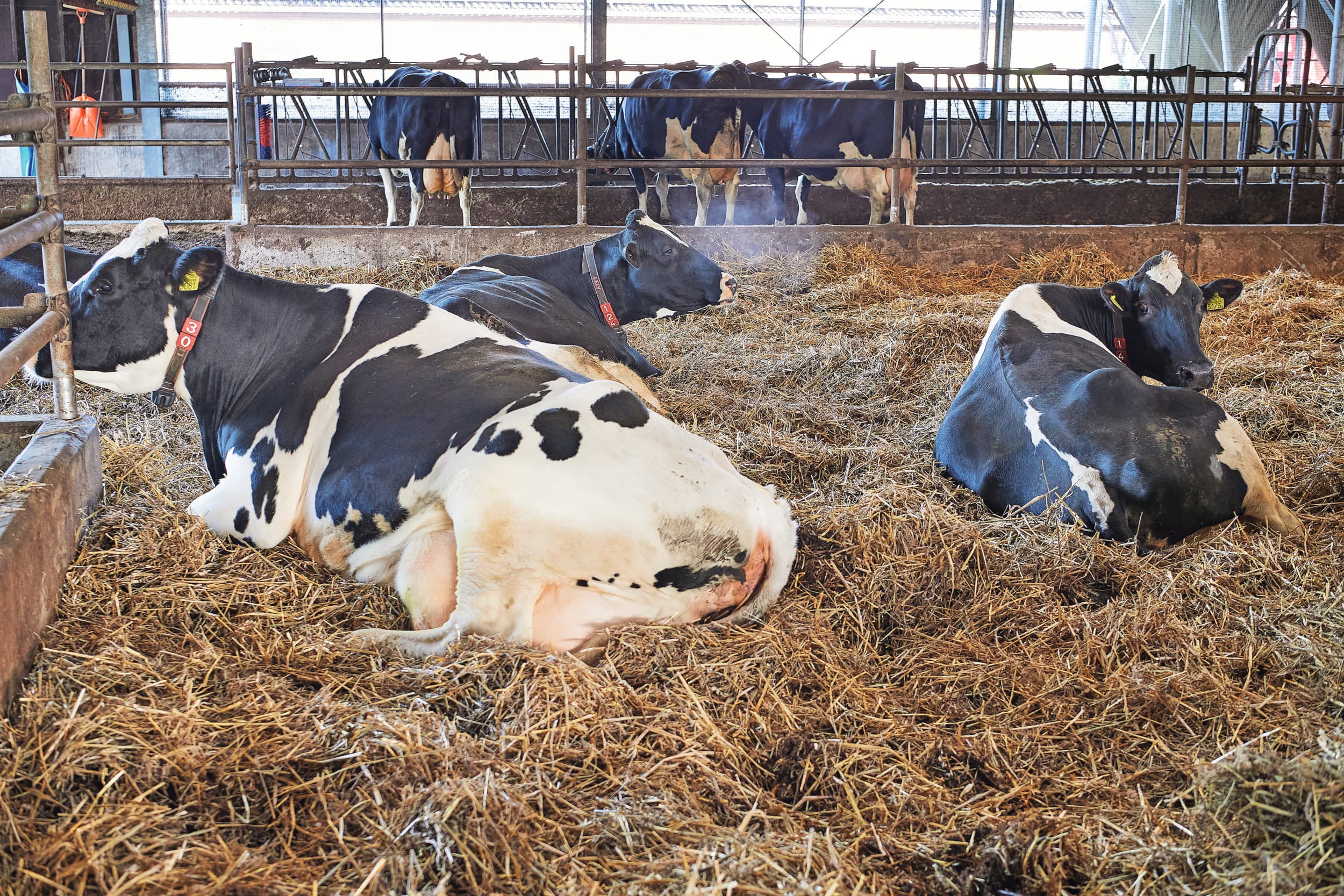 Op bedrijven waar veehouders meer controle hebben over de droge koeien, starten ze beter op wat een deel van de transitieproblemen voorkomt, is de ervaring van dierenartsen. Foto: Van Assendelft.