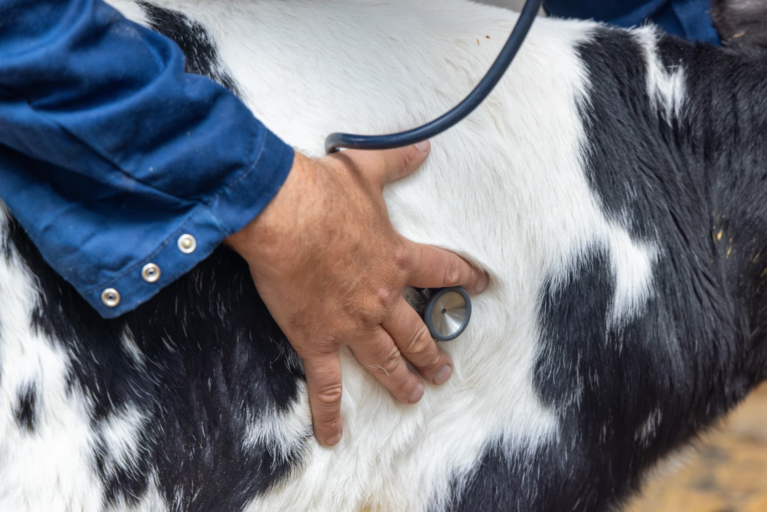 Bezoekers zijn verboden op kalverbedrijven, behalve noodzakelijke bezoekers zoals dierenartsen, onder strikte hygiëneprotocollen. Foto: Koos Groenewold