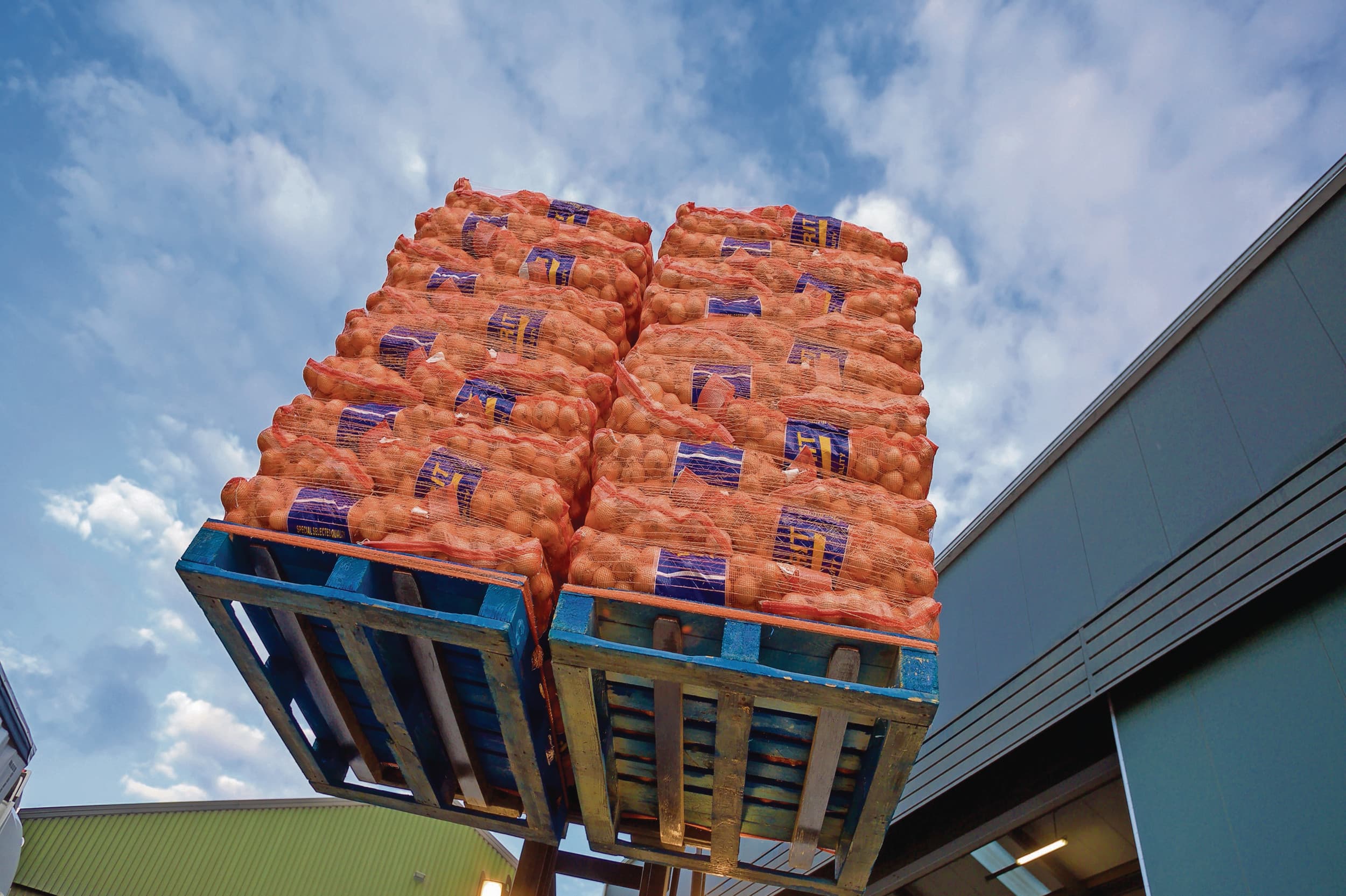 De uienexport had een topweek eind 2024. De week voor kerst, ging er 44.845 ton uien de grens over. Het was de beste week van het jaar. Foto: Holland Onions