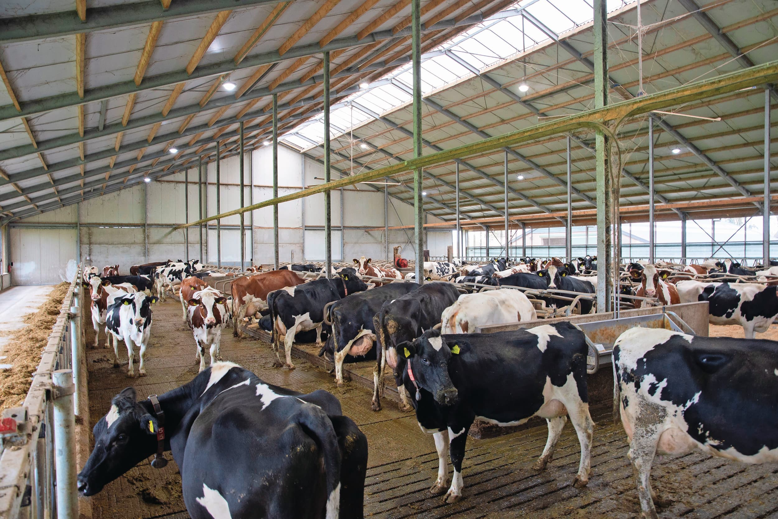 Met name intensieve bedrijven profiteren in 2022 van de hoge melkprijs levert elke extra kilo melk goed rendement op. Het financieel voordeel van opstallen loopt dan op. Foto: Twan Wiermans
