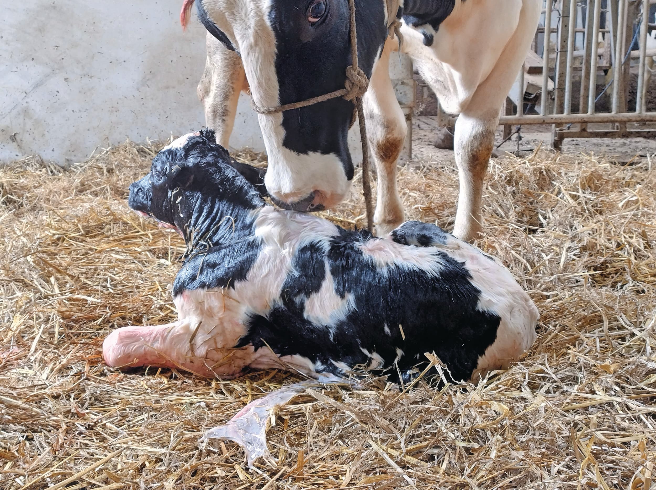 Door blauwtong kunnen kalveren vroeger en zwakker geboren worden. Hierdoor ligt de uitval in de tweede helft van 2023 en tot nu toe in 2024 hoger. – Foto: Boerderij