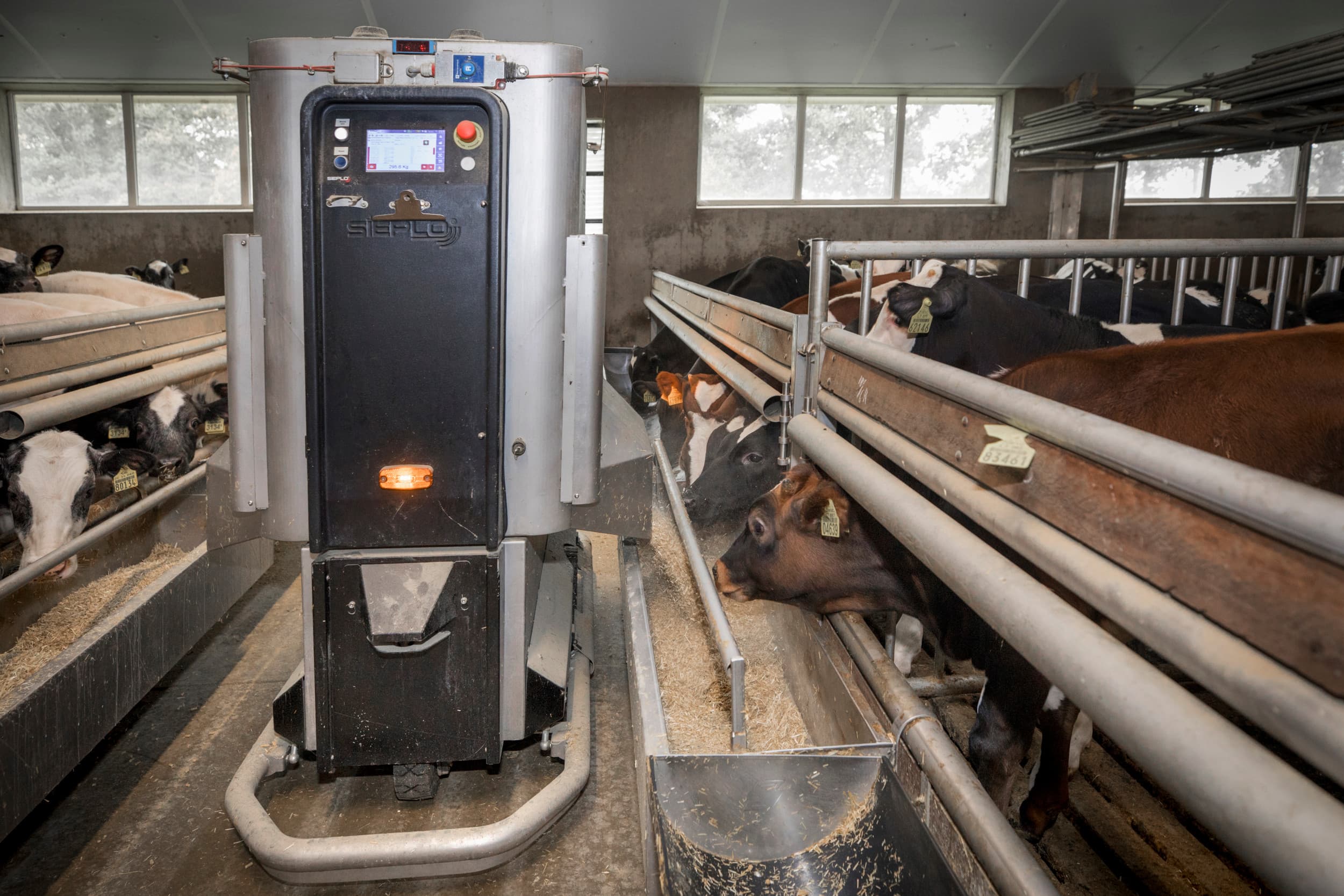 Minister Wiersma overweegt op termijn omvangsbeperkingen voor de kalverhouderij, terwijl nieuwe regels en sectorplannen al tot krimp leiden. Foto: Koos Groenewold