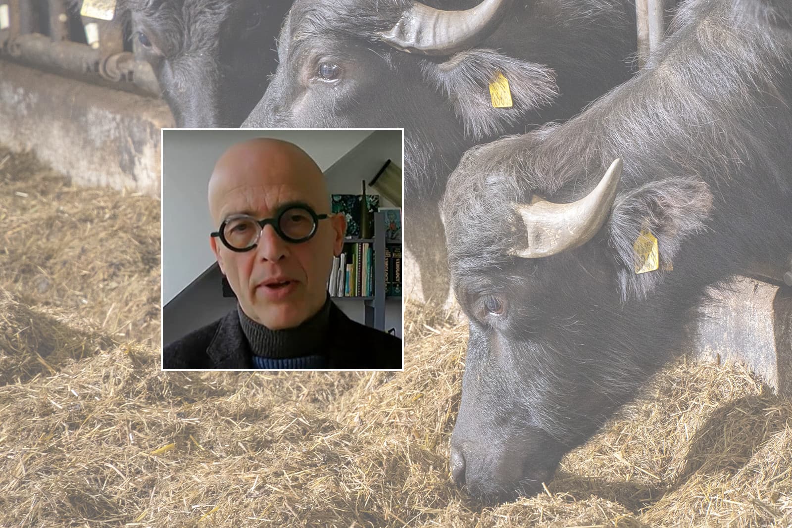 Onderzoeker Aldo Dekker is projectleider Vesicular Diseases bij Wageningen Bioveterinary Research, onderdeel van Wageningen University & Research. (Achtergrond waterbuffels) Foto: WUR/Koos Groenewold