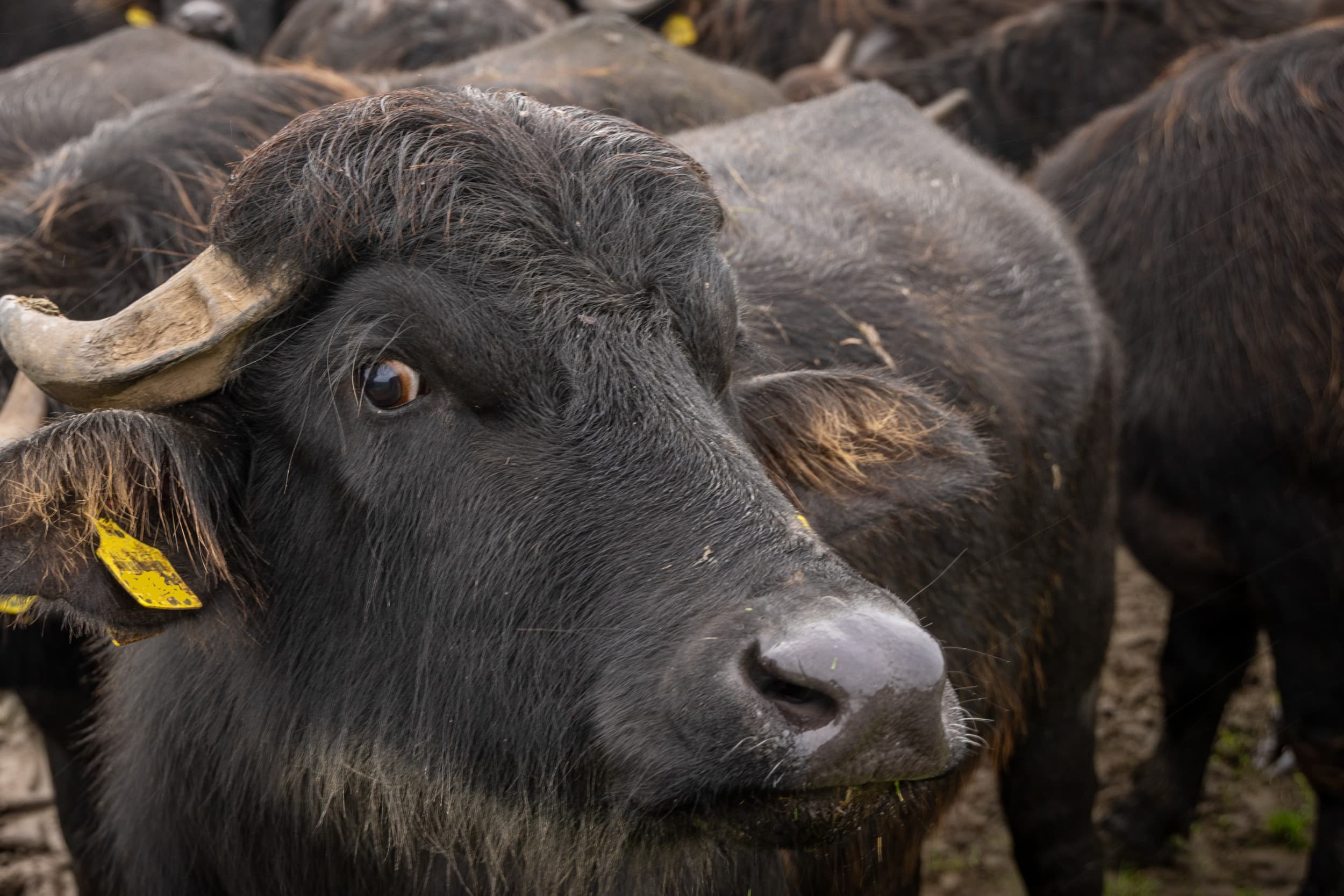 Bij drie dode waterbuffels in de oostelijke Duitse deelstaat Brandenburg is mond- en klauwzeer (MKZ) vastgesteld. Foto ter illustratie. Foto: Koos Groenewold