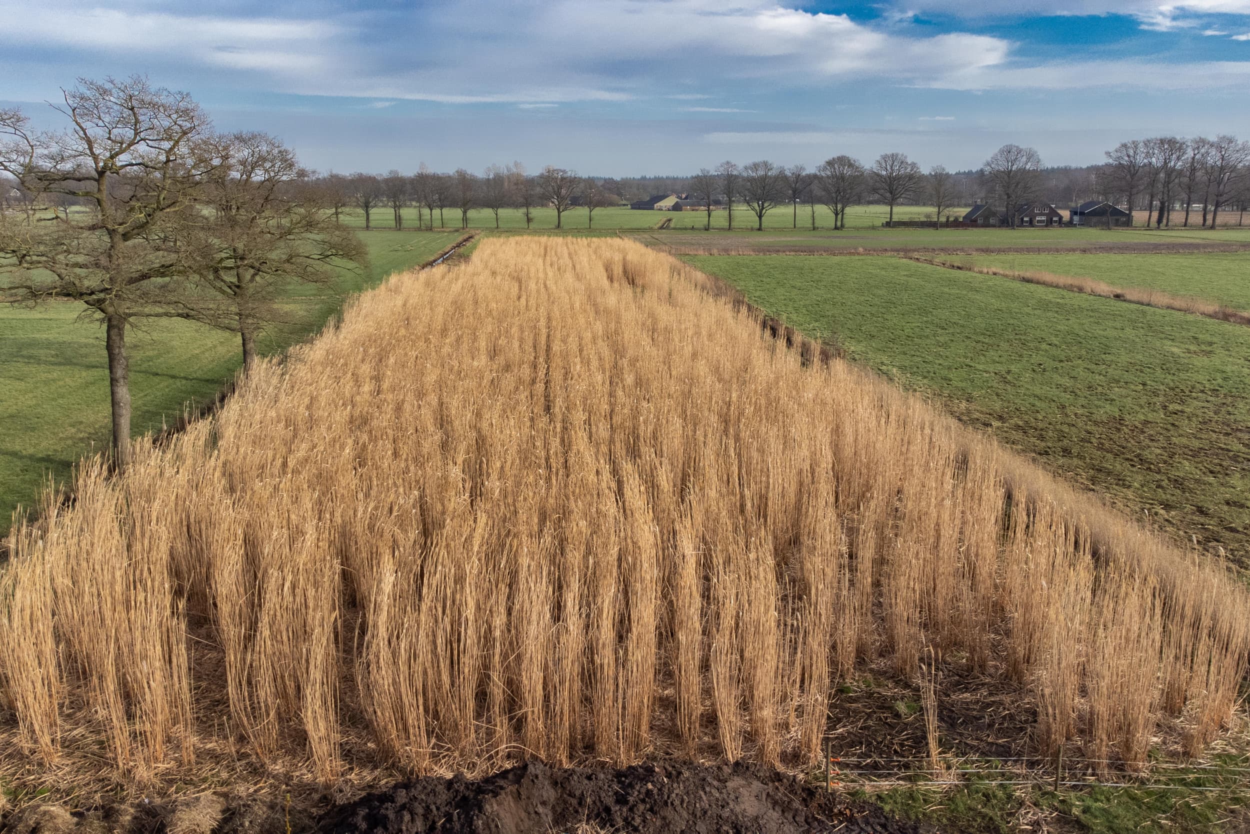 Een perceel miscanthus in november. Het gewas kan in één seizoen wel 4 meter hoog worden. Voor de teelt zijn weinig of geen gewasbeschermingsmiddelen nodig. Het stelt weinig eisen aan de grond en de mestbehoefte is gering. Foto: Ronald Hissink